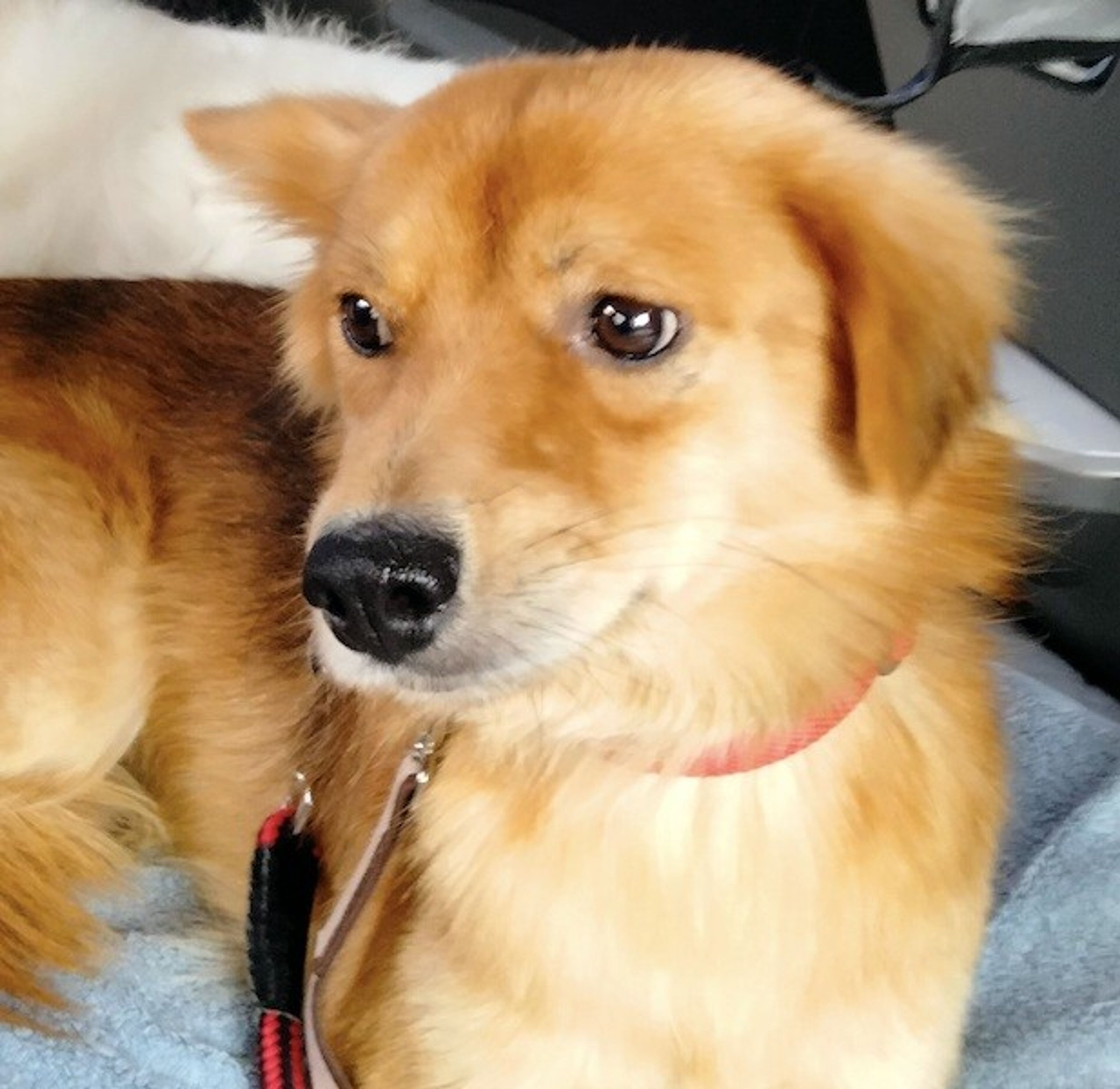 pet-image-4