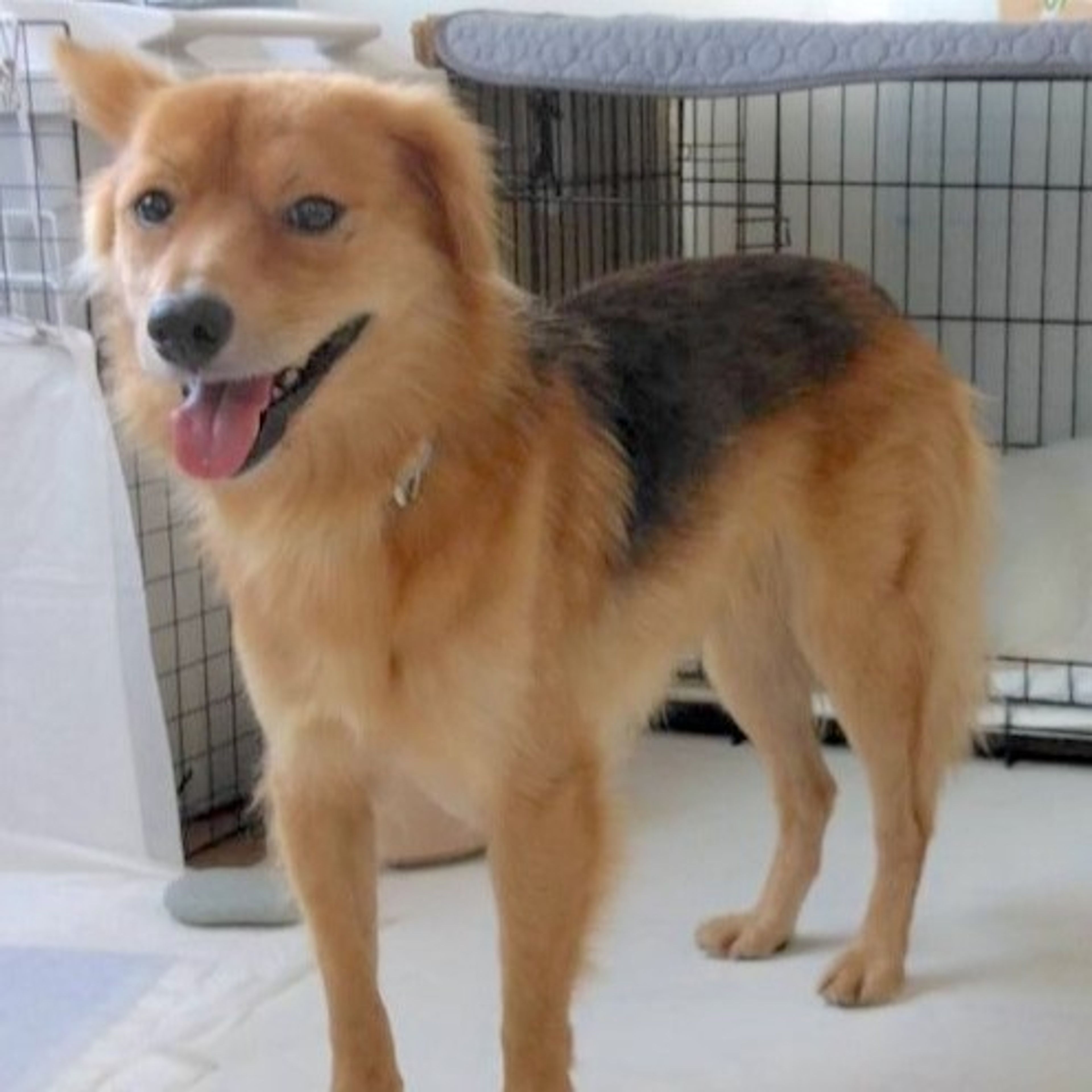pet-image-3