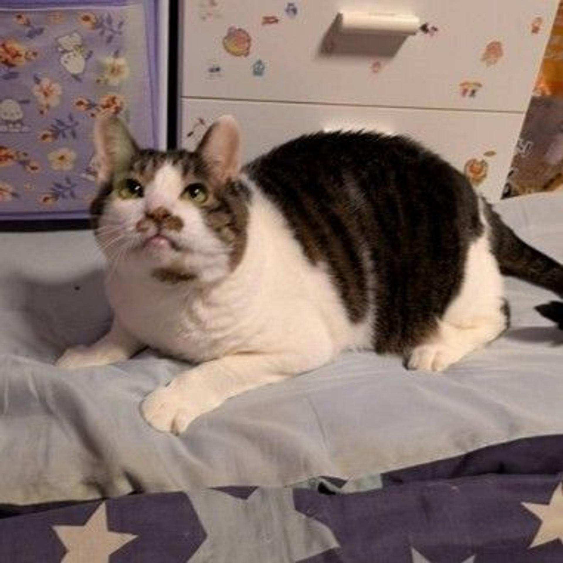 pet-image-3