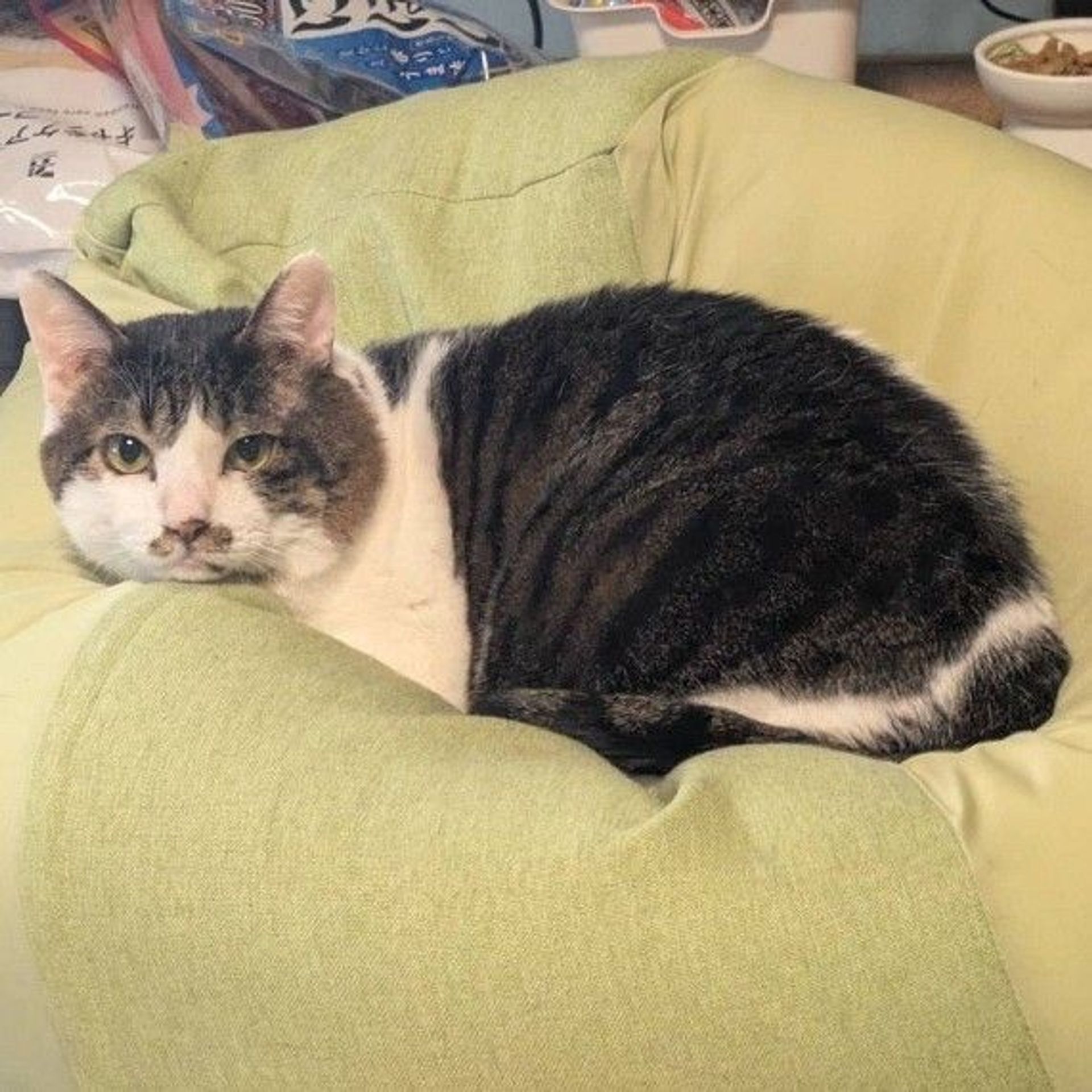 雑種（ミックス猫）・オスの里親募集の写真