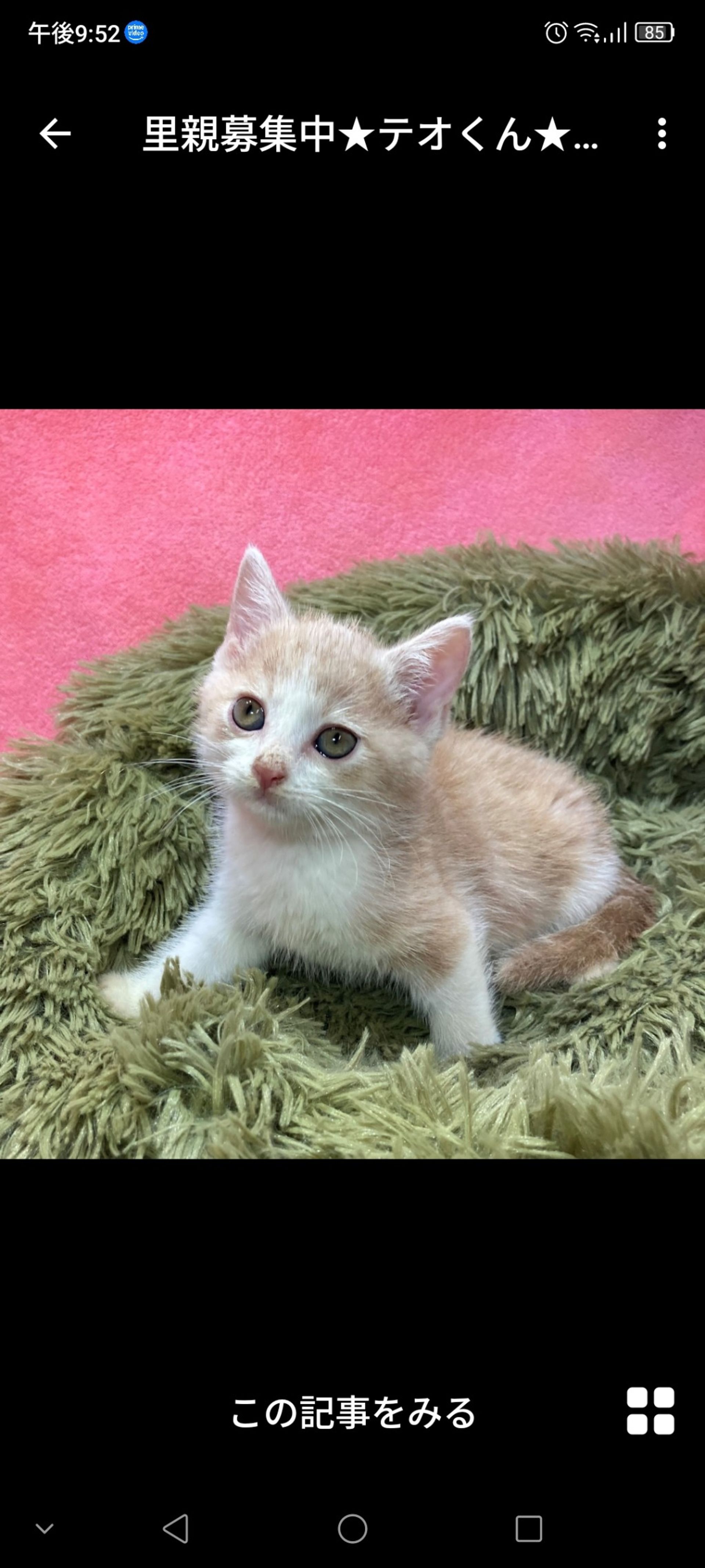 雑種（ミックス猫）・オスの里親募集の写真