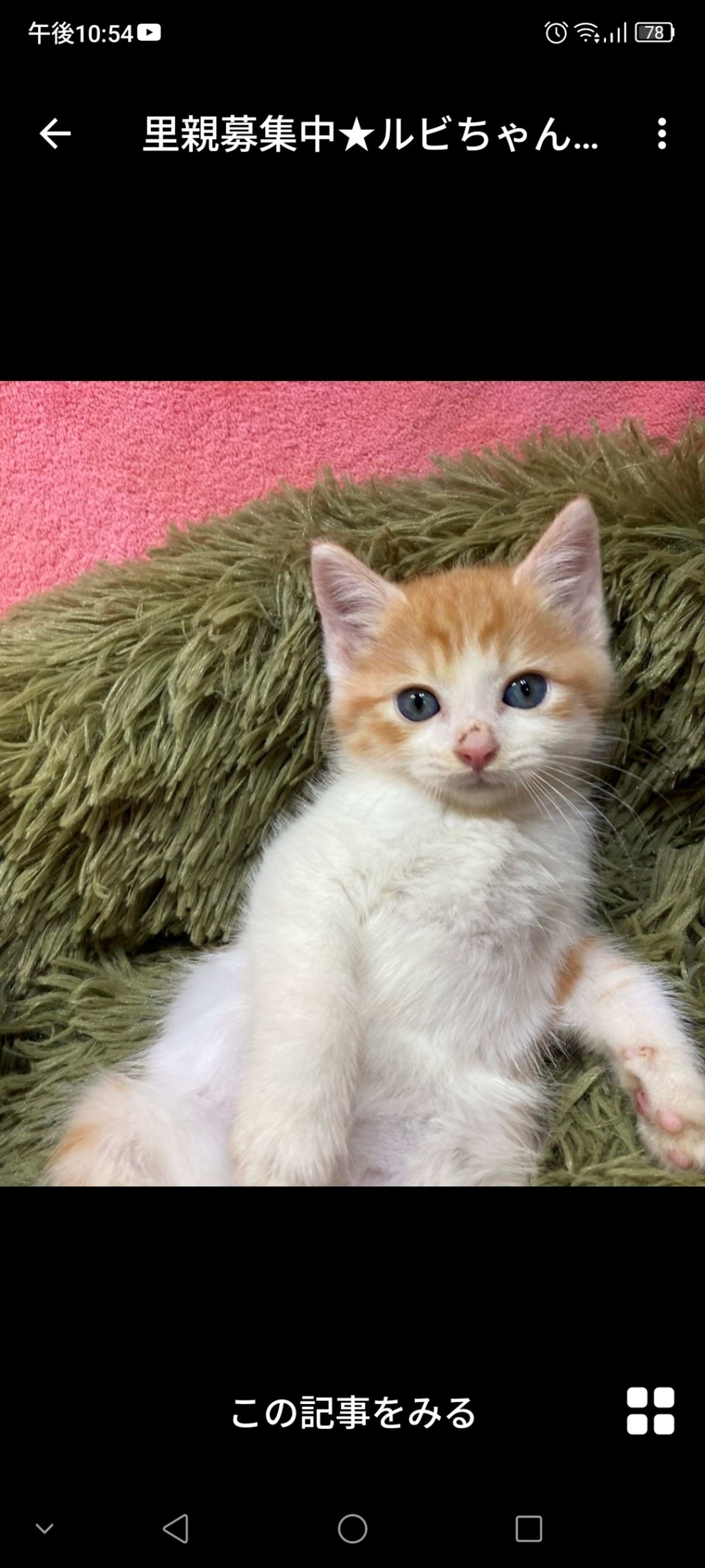 雑種（ミックス猫）・メスの里親募集の写真