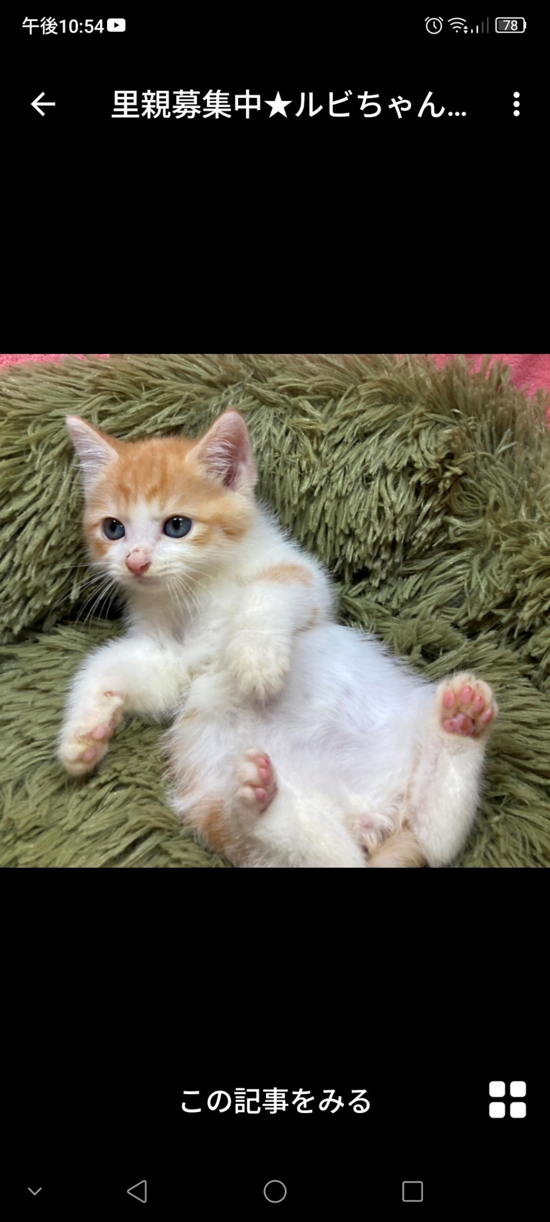 pet-image-2