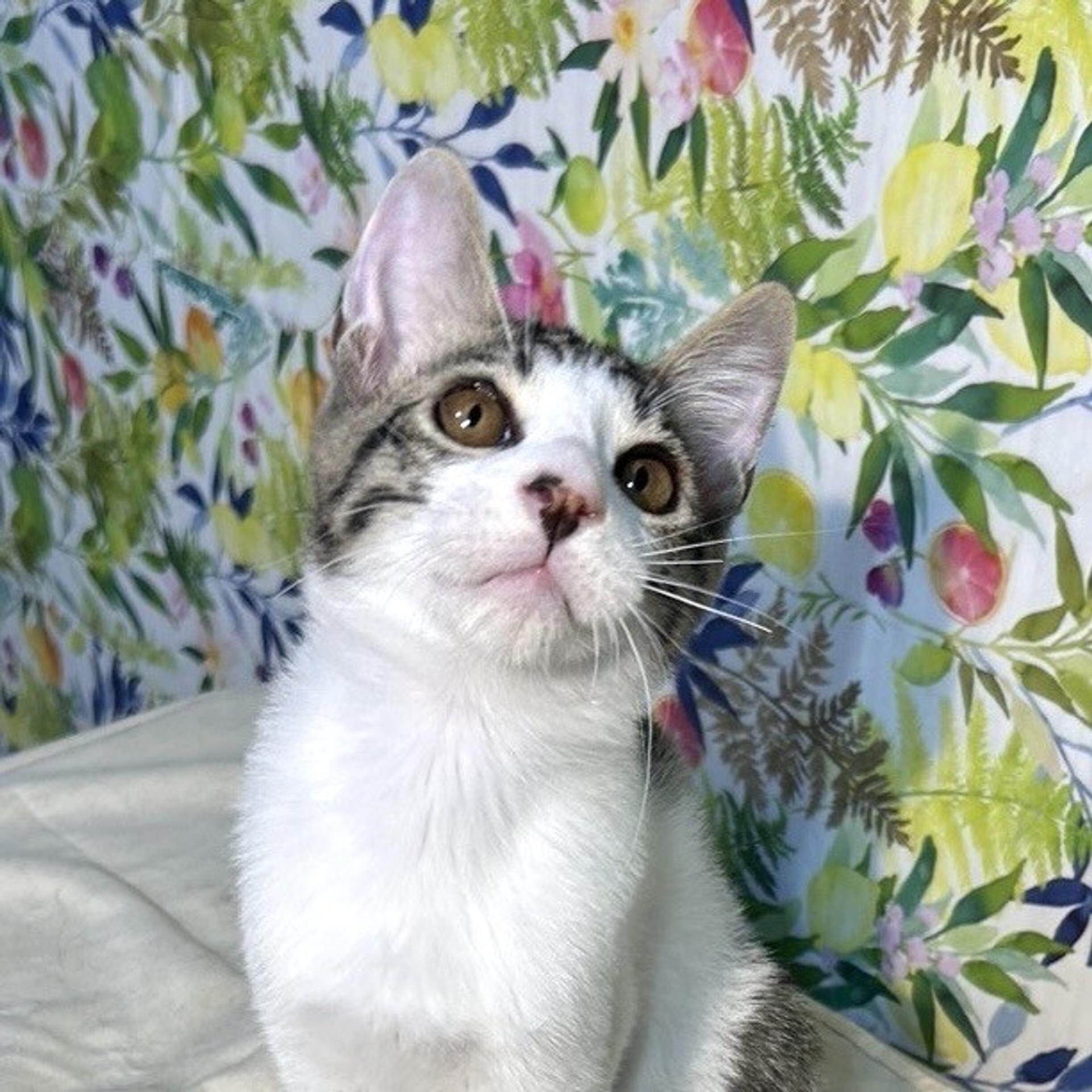 pet-image-2