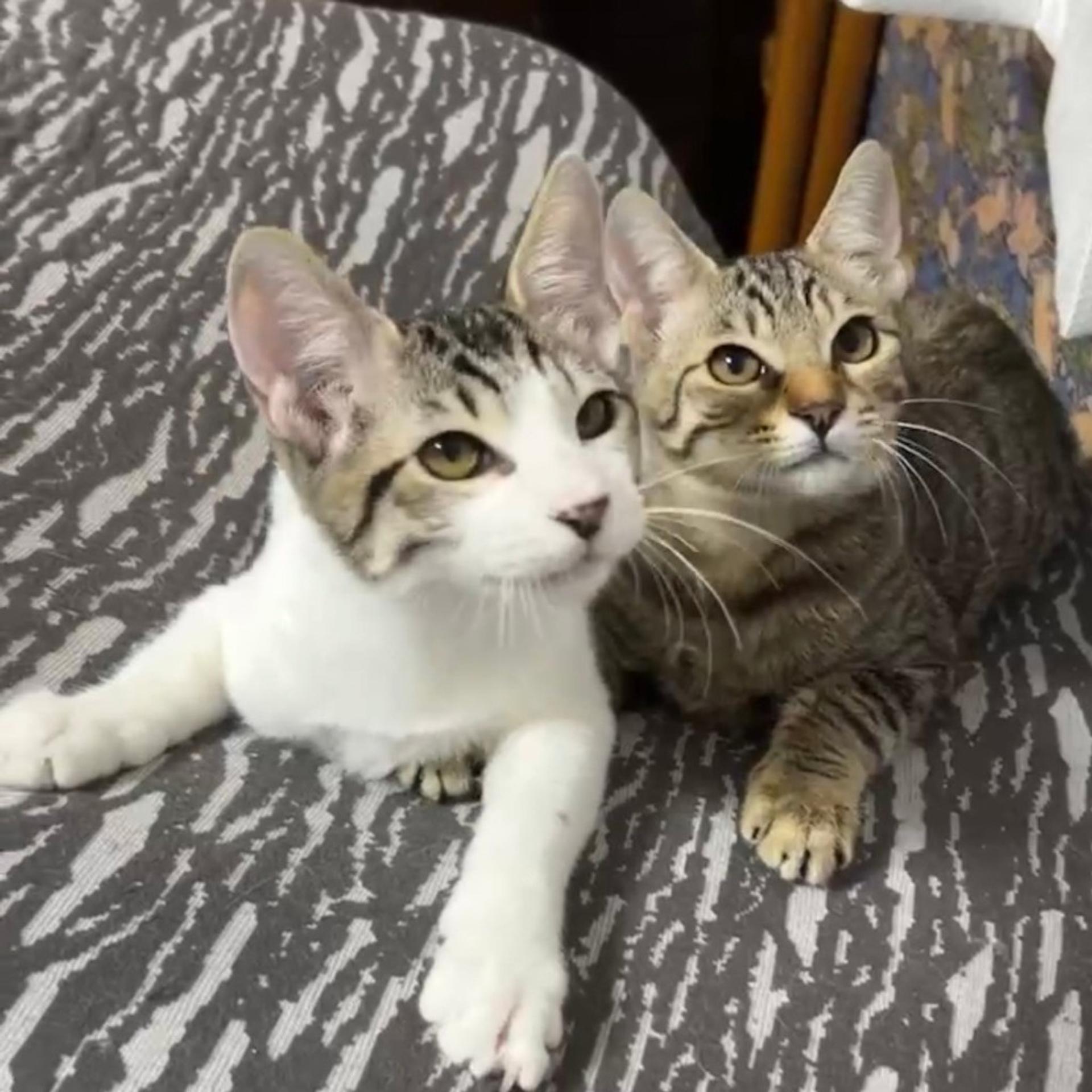 pet-image-4