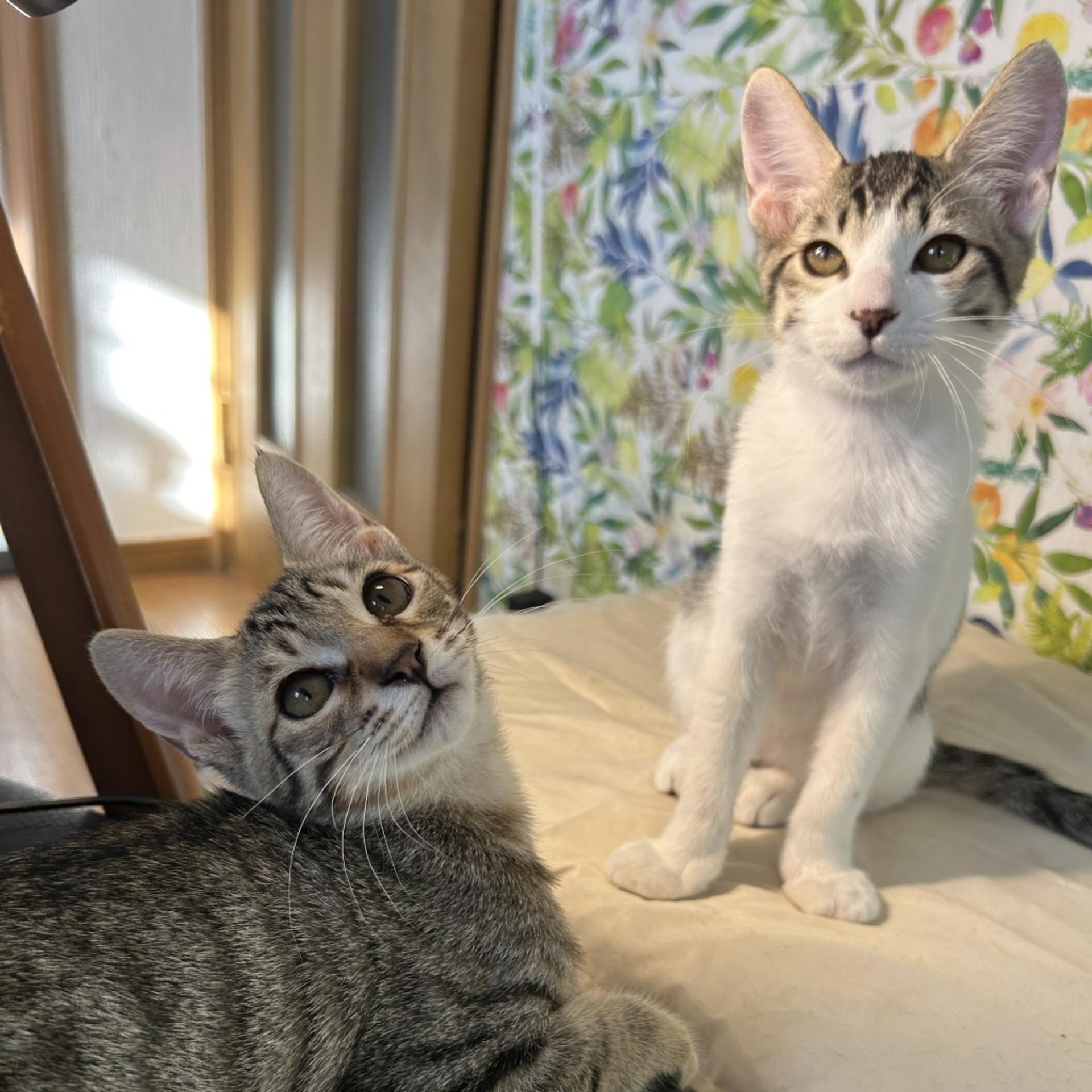 pet-image-3