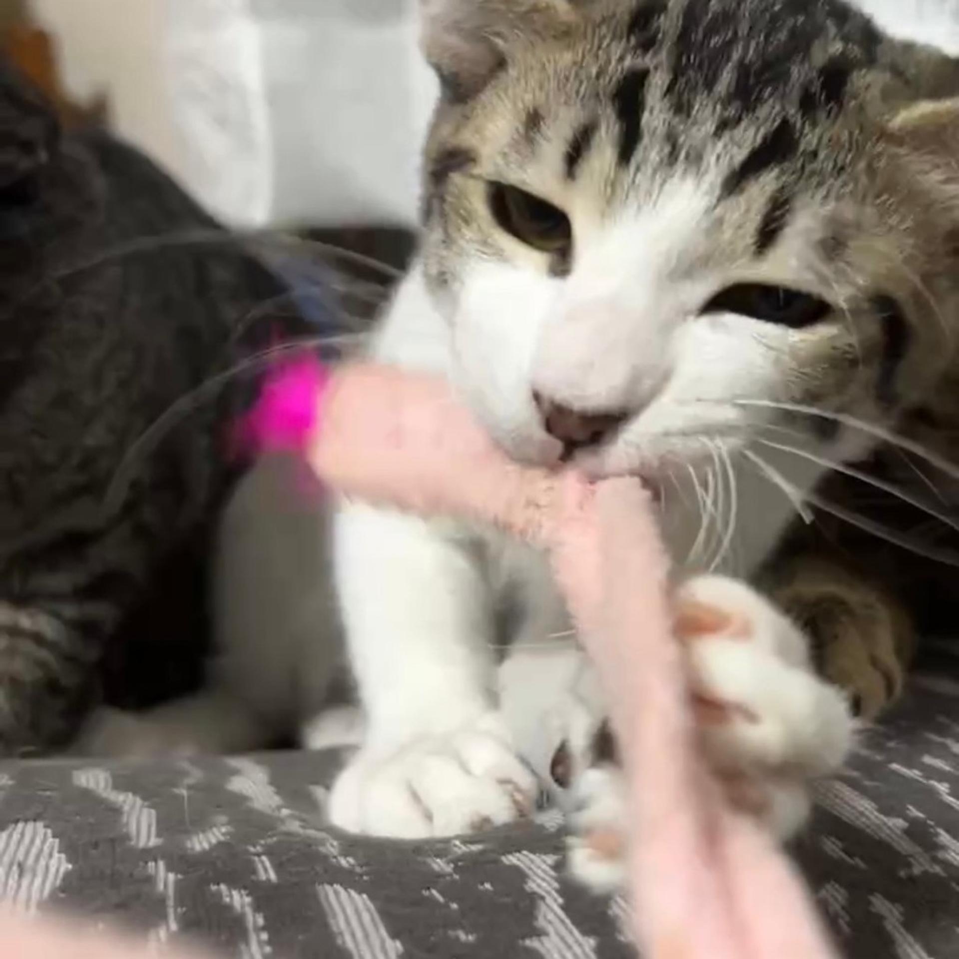 pet-image-7