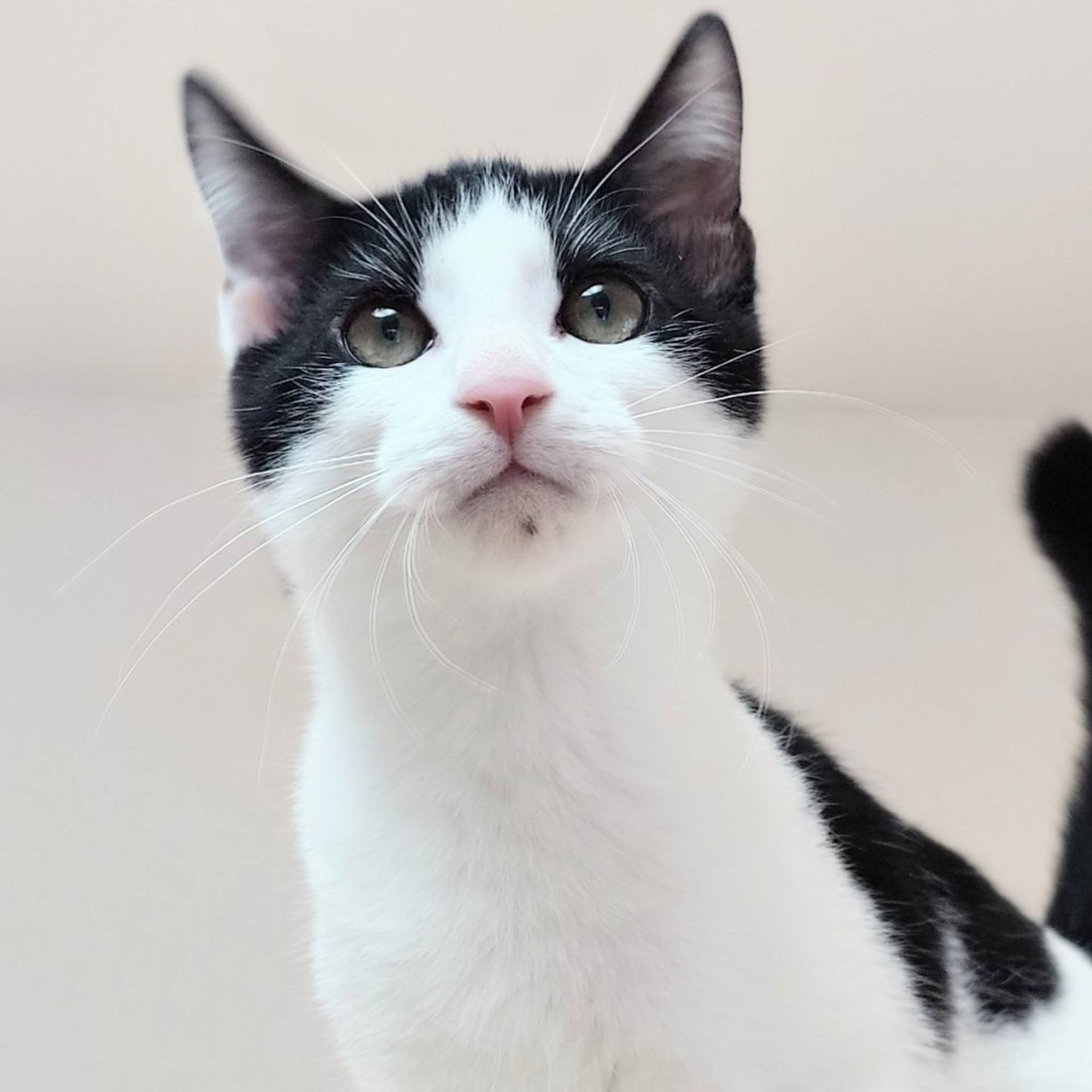 雑種（ミックス猫）・オスの里親募集の写真