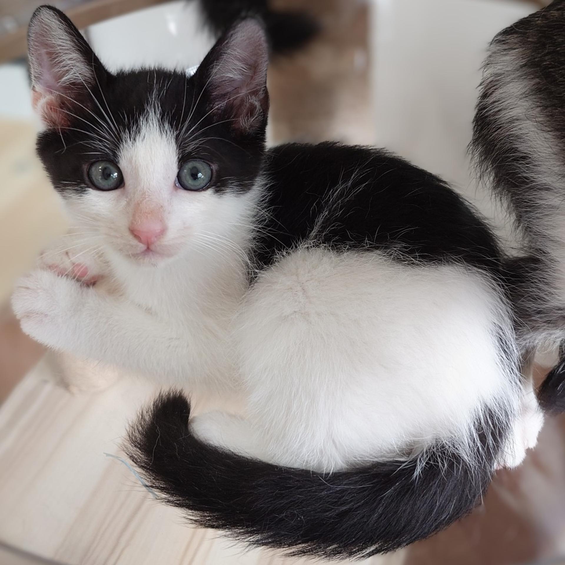 pet-image-8