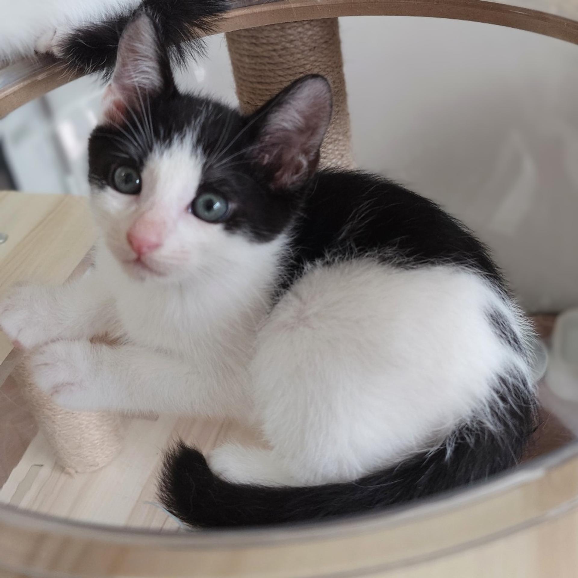 pet-image-9