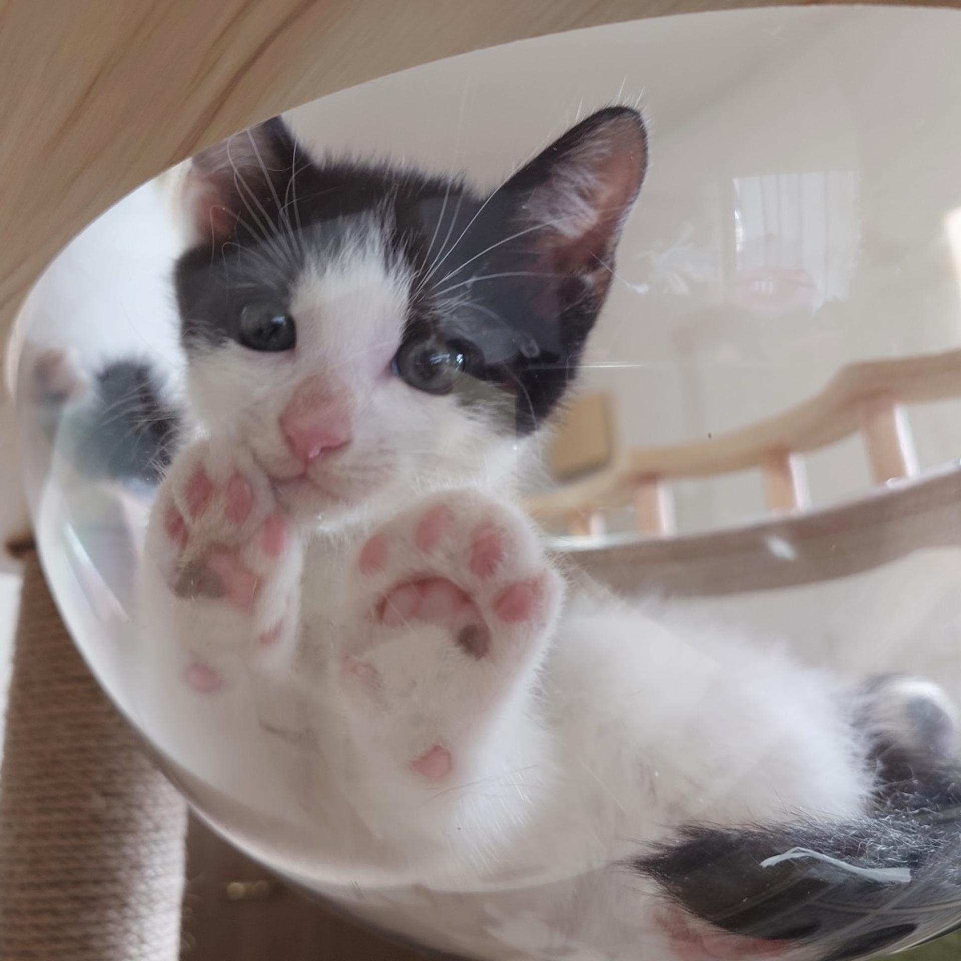 pet-image-5