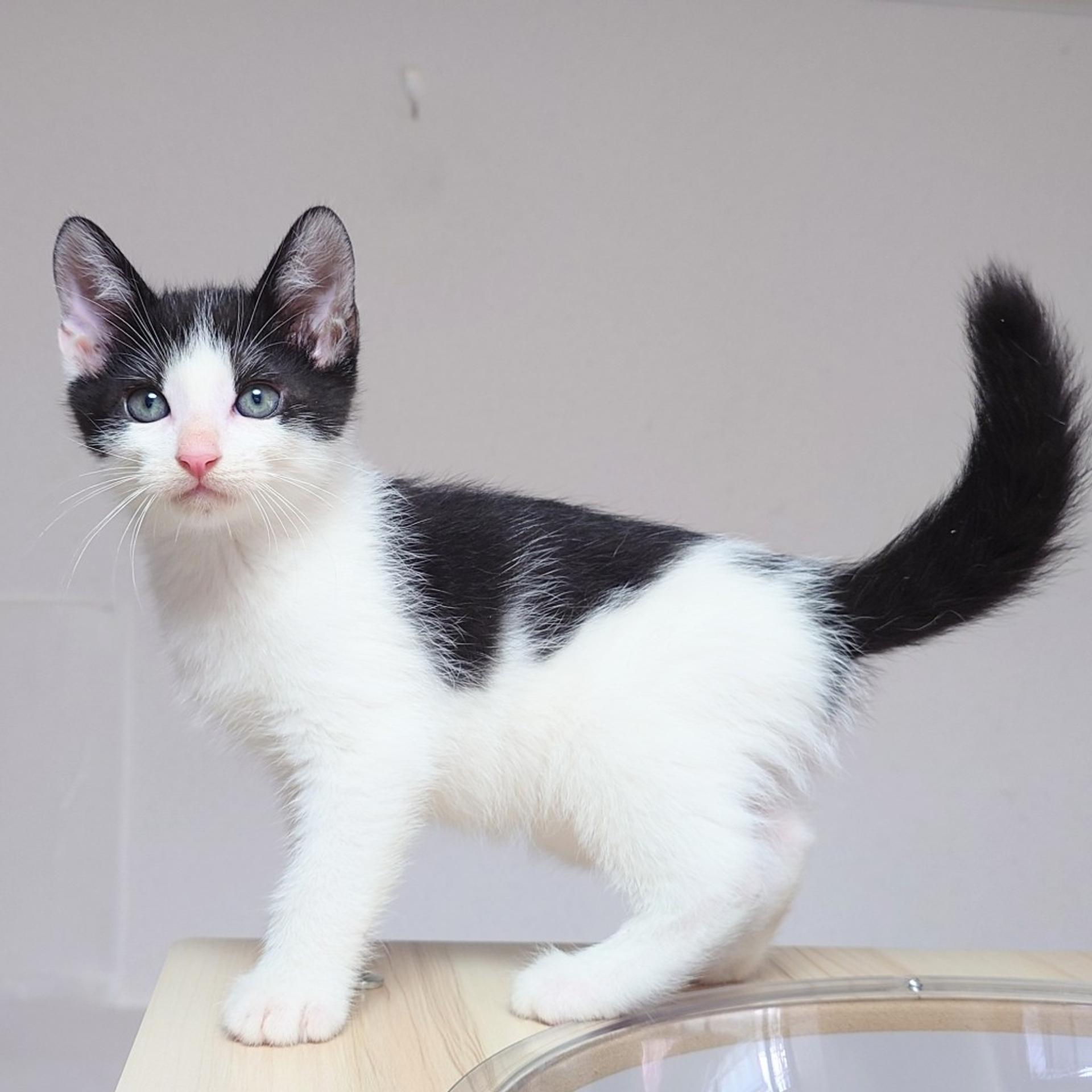 pet-image-6
