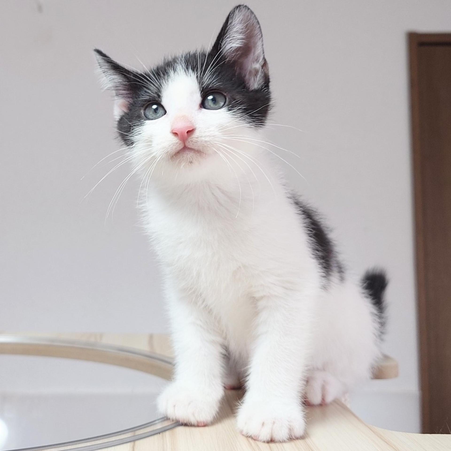 pet-image-7