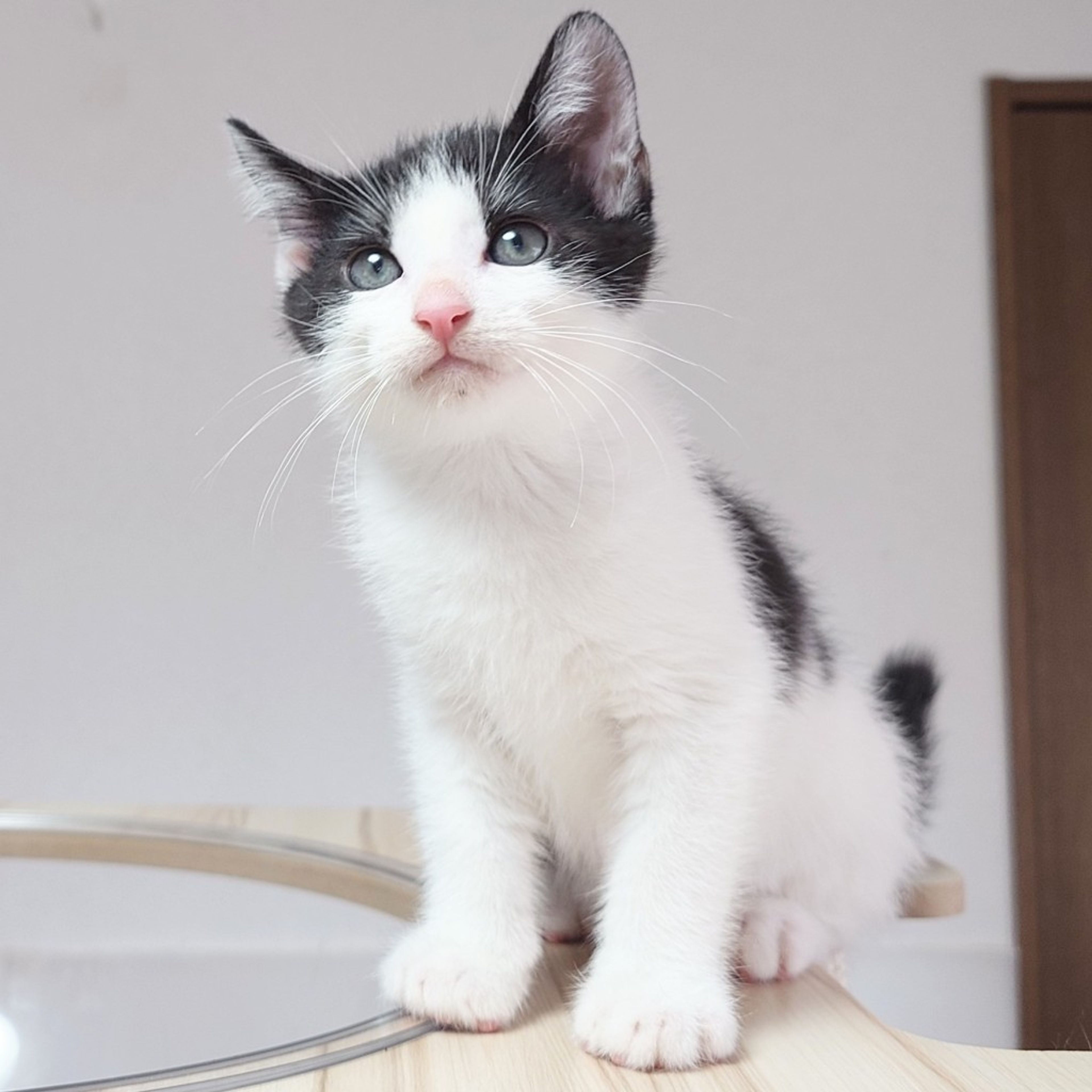 pet-image-7