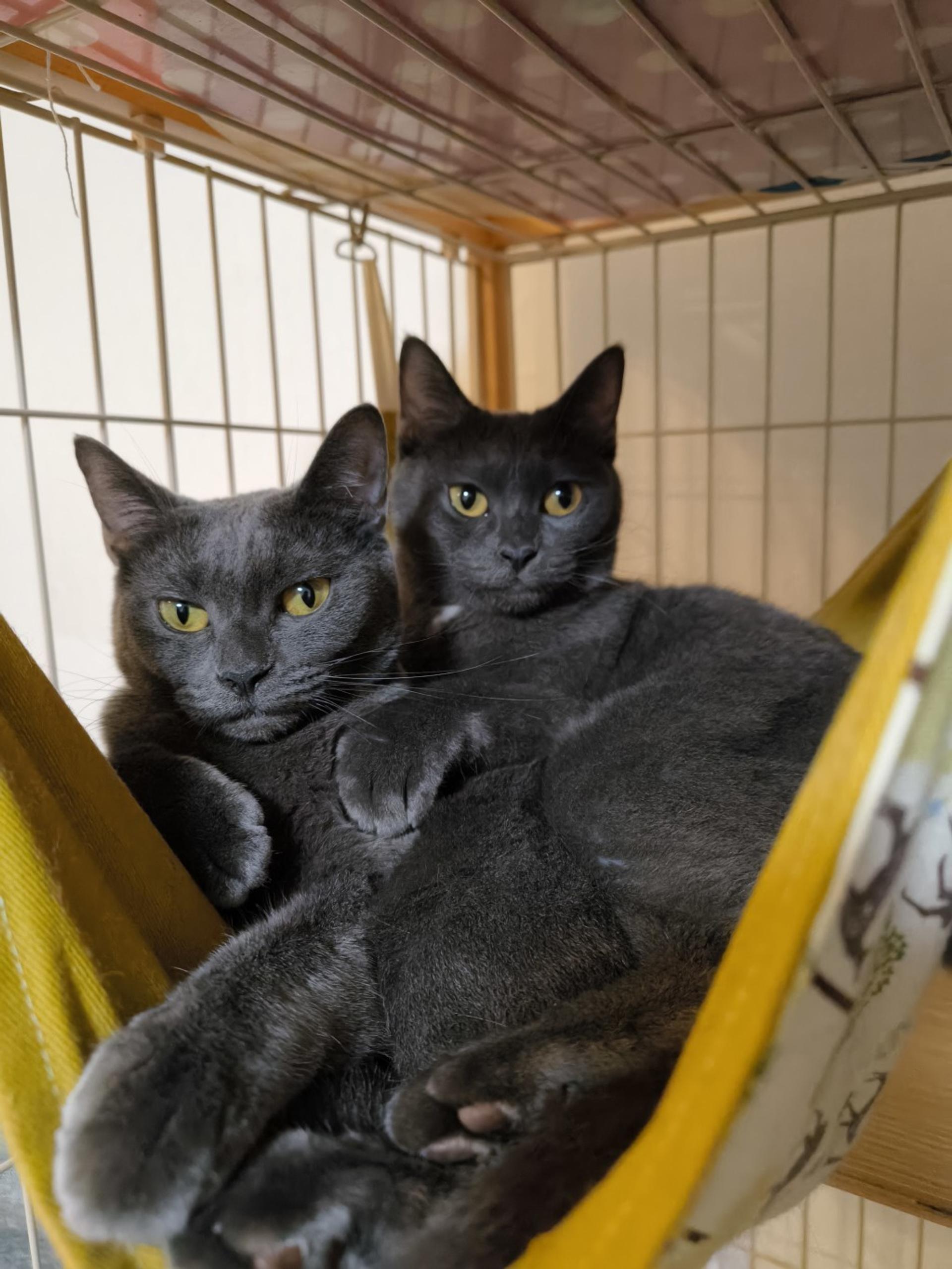 pet-image-4
