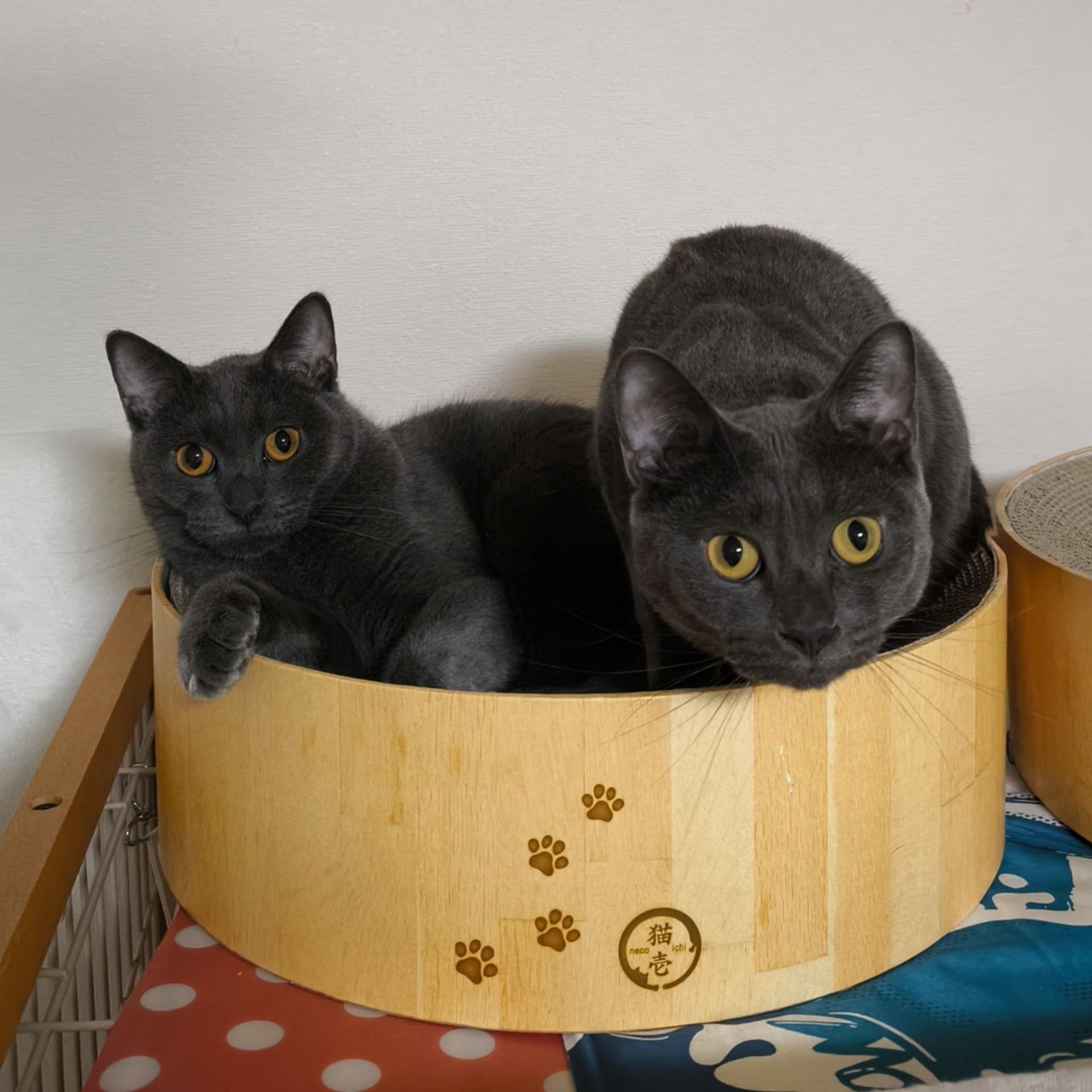 雑種（ミックス猫）・オスの里親募集の写真