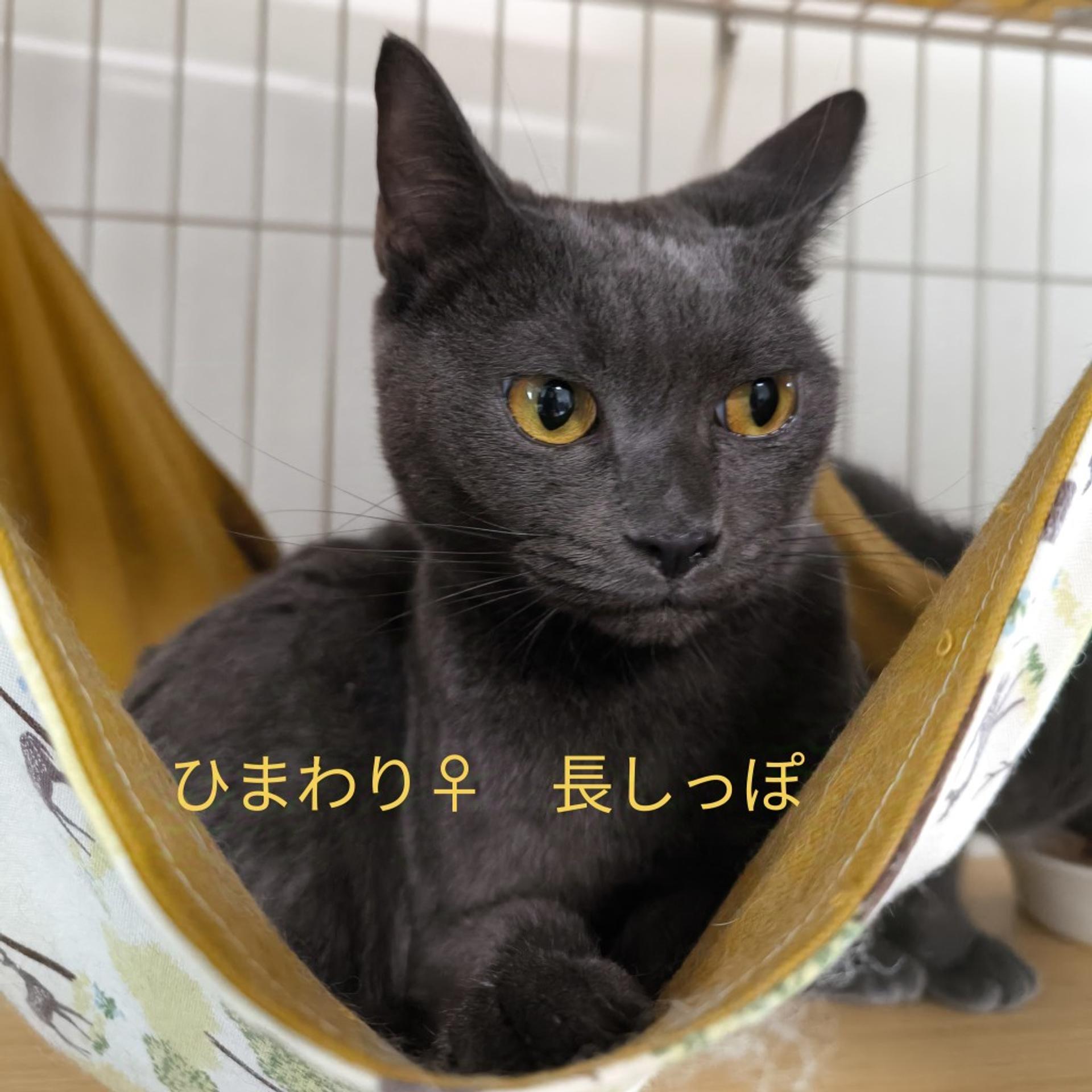 pet-image-3