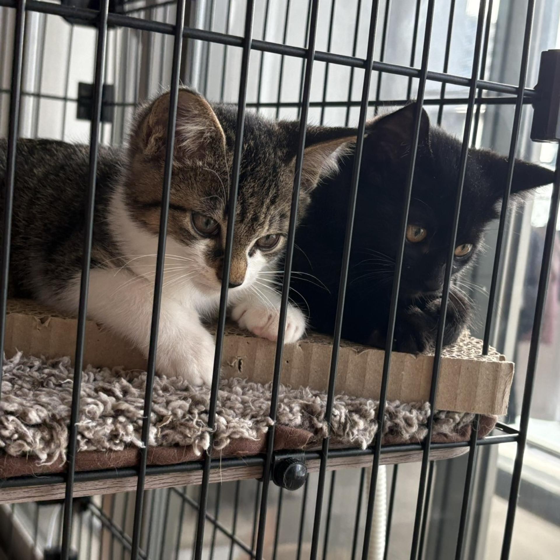 pet-image-7