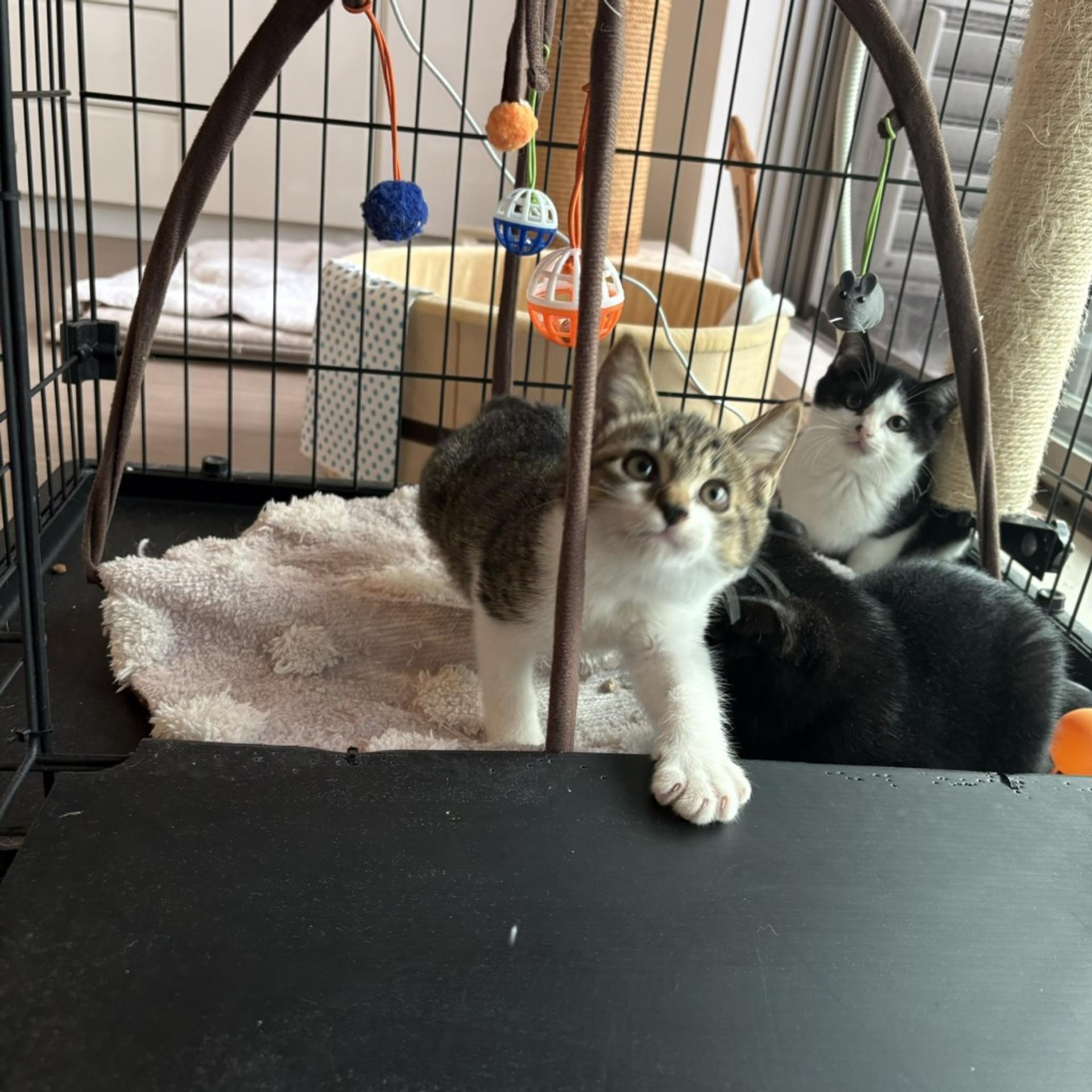 pet-image-8