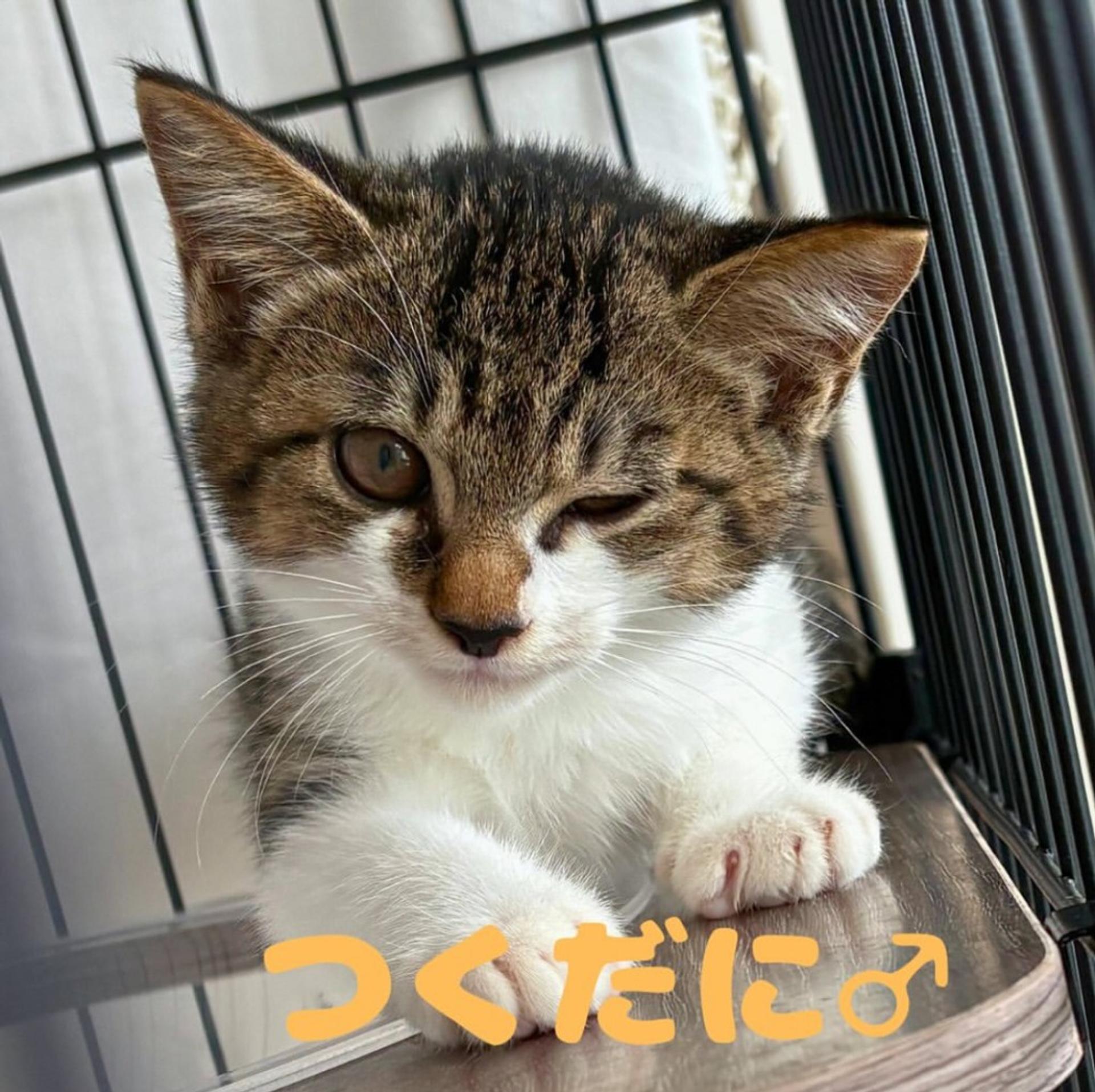 pet-image-4