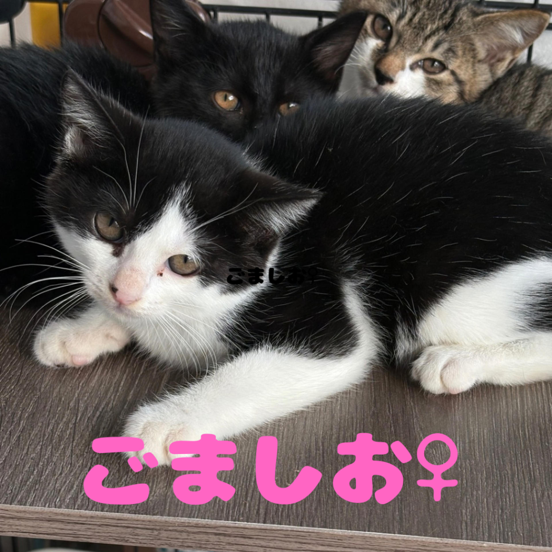 pet-image-3