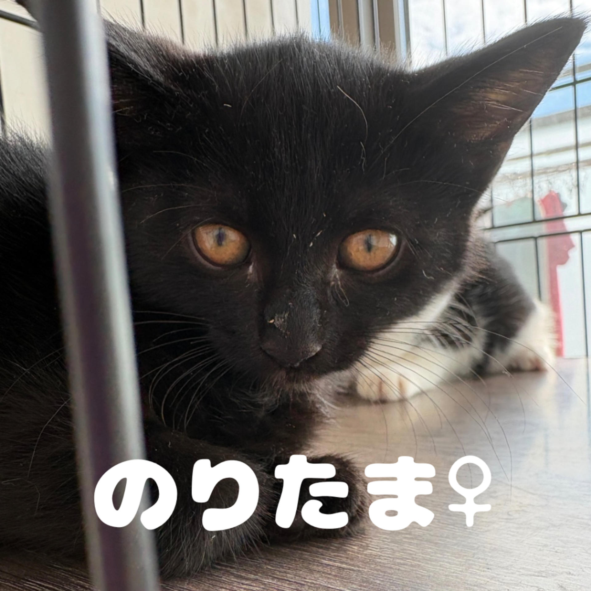 pet-image-2