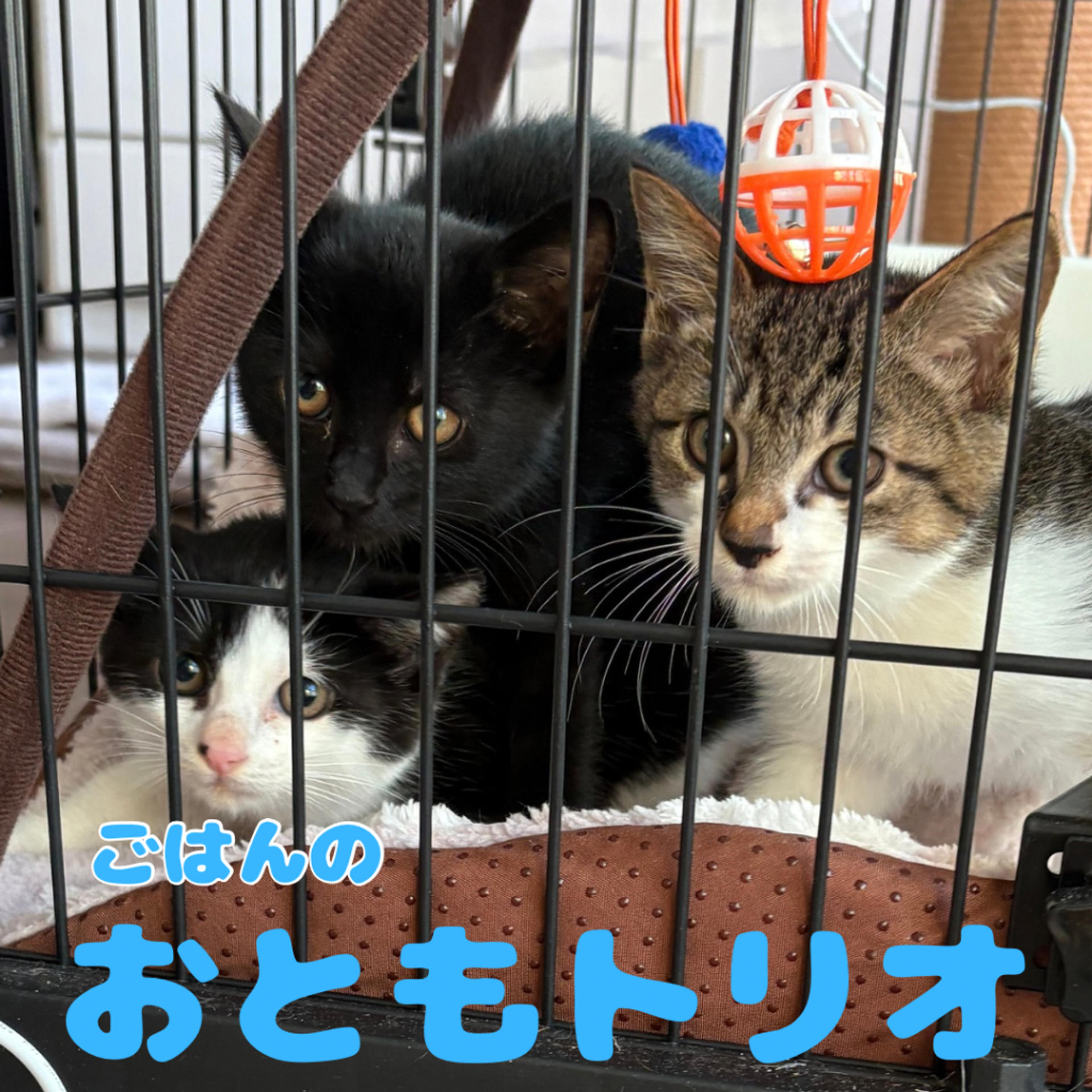 pet-image-5