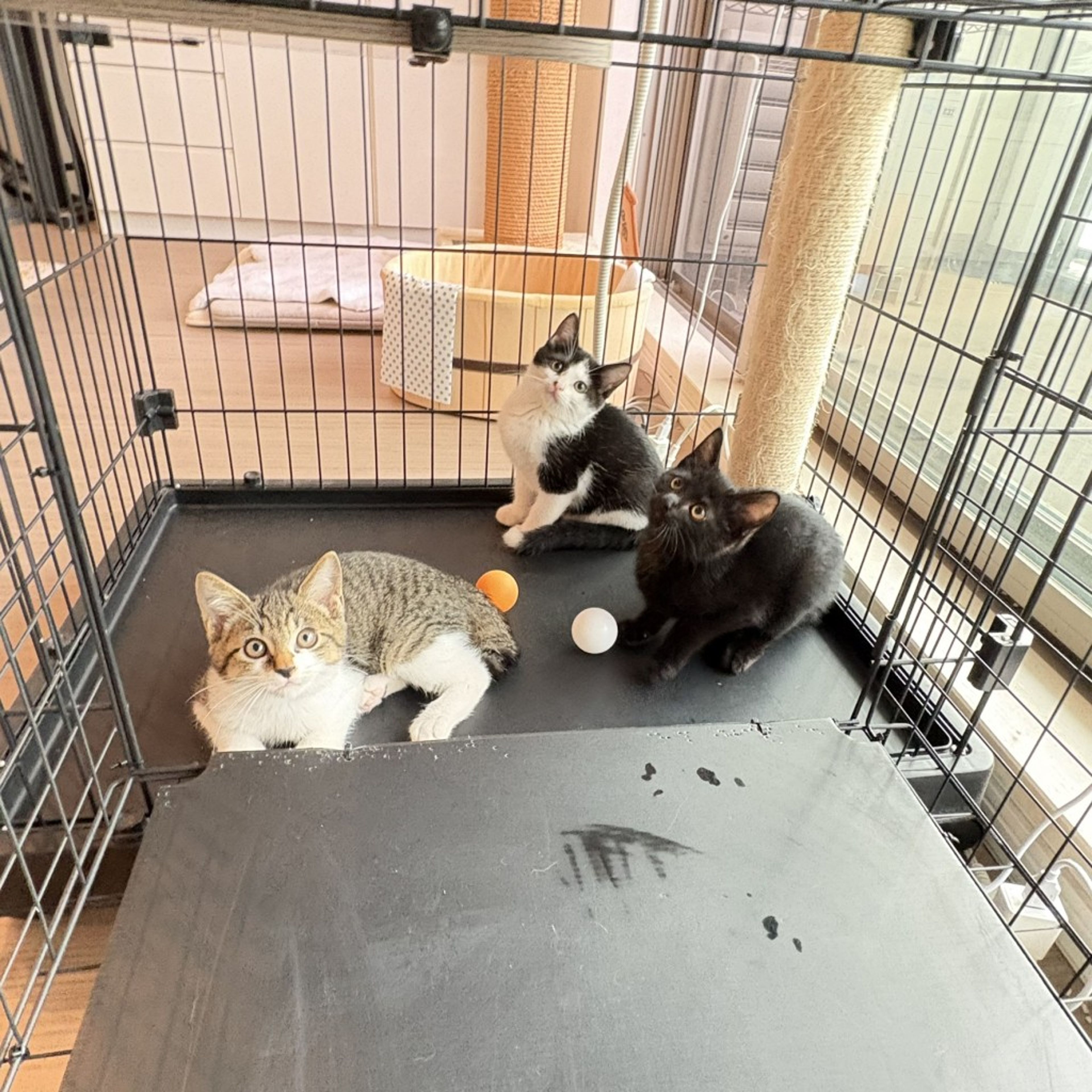 pet-image-6