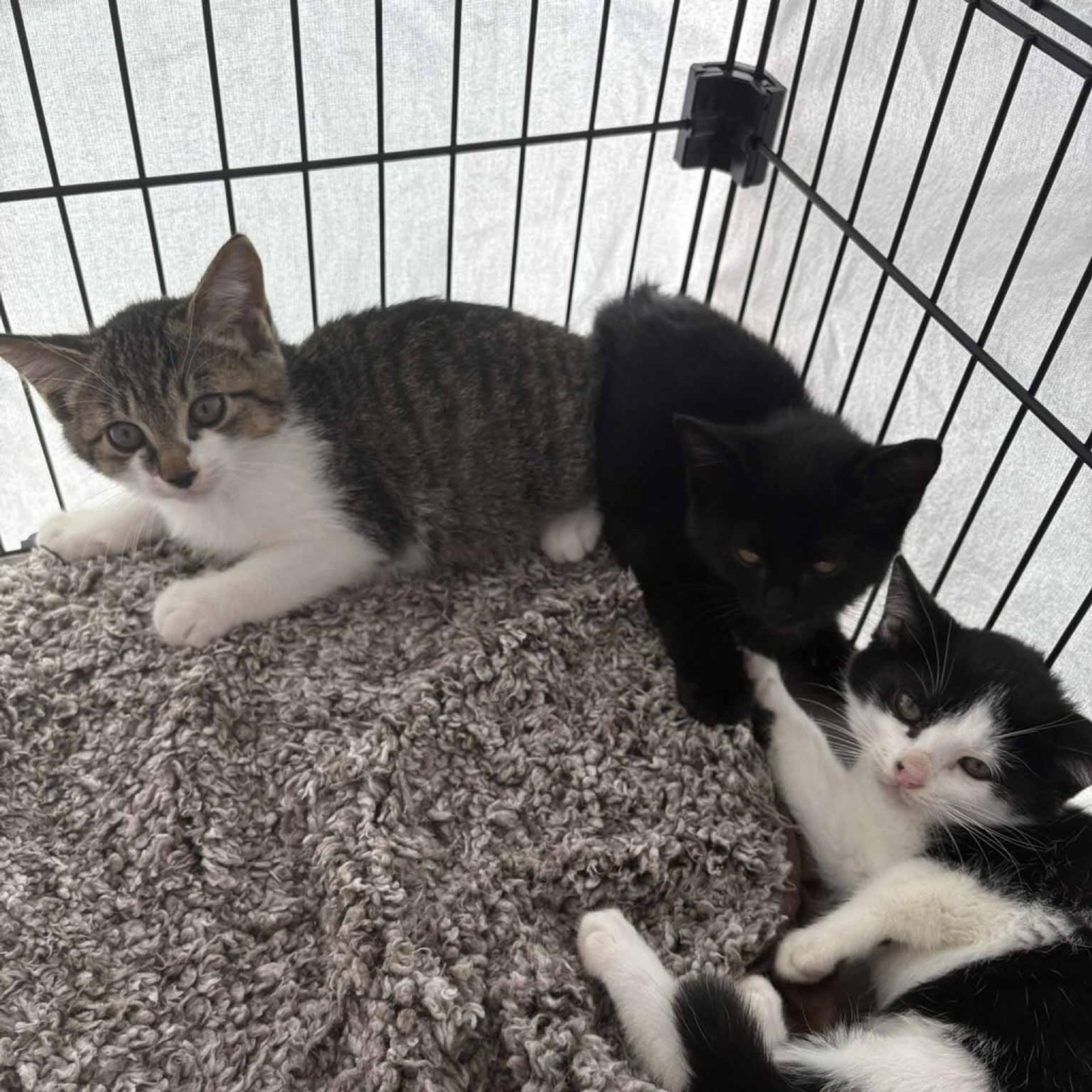 pet-image-9