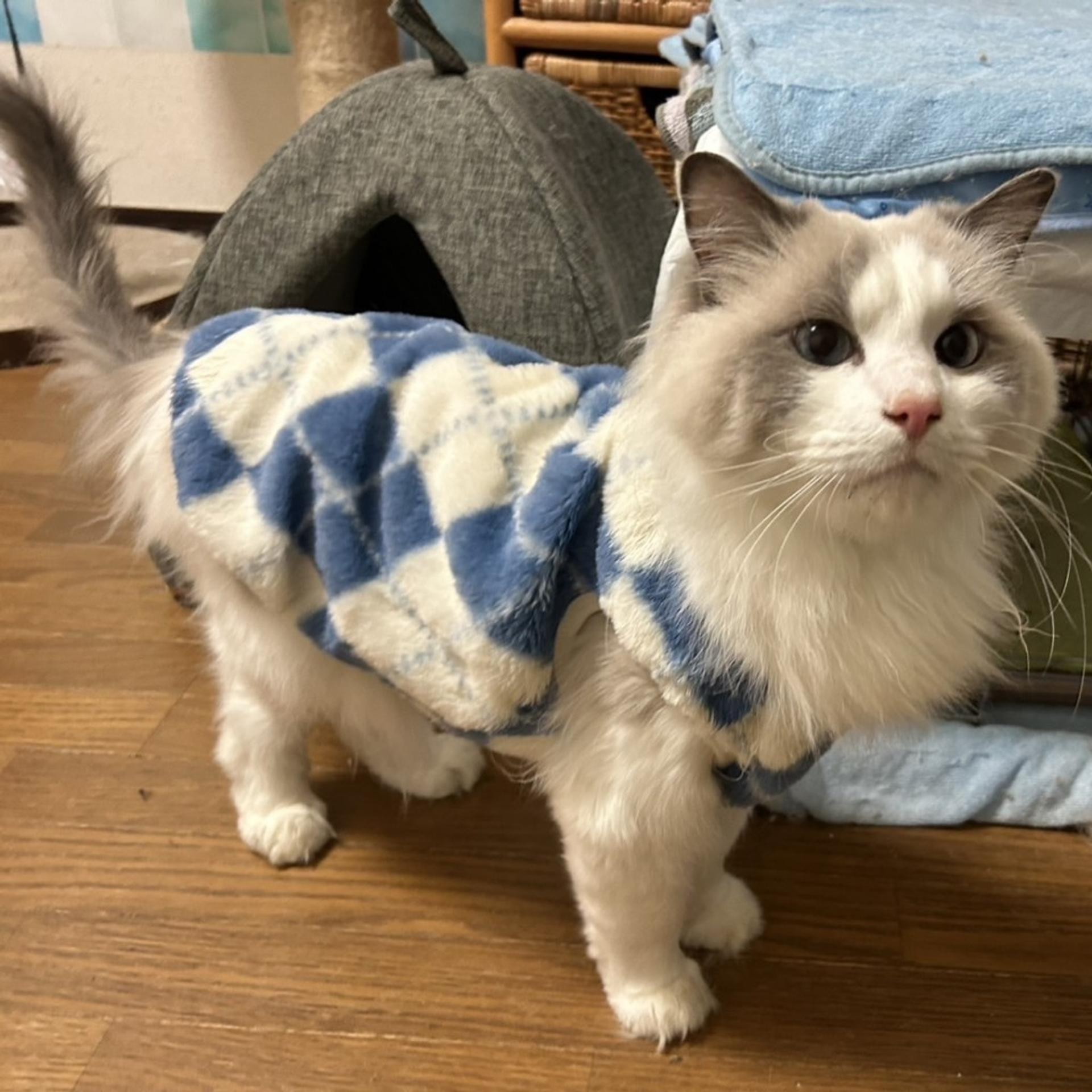 pet-image-5