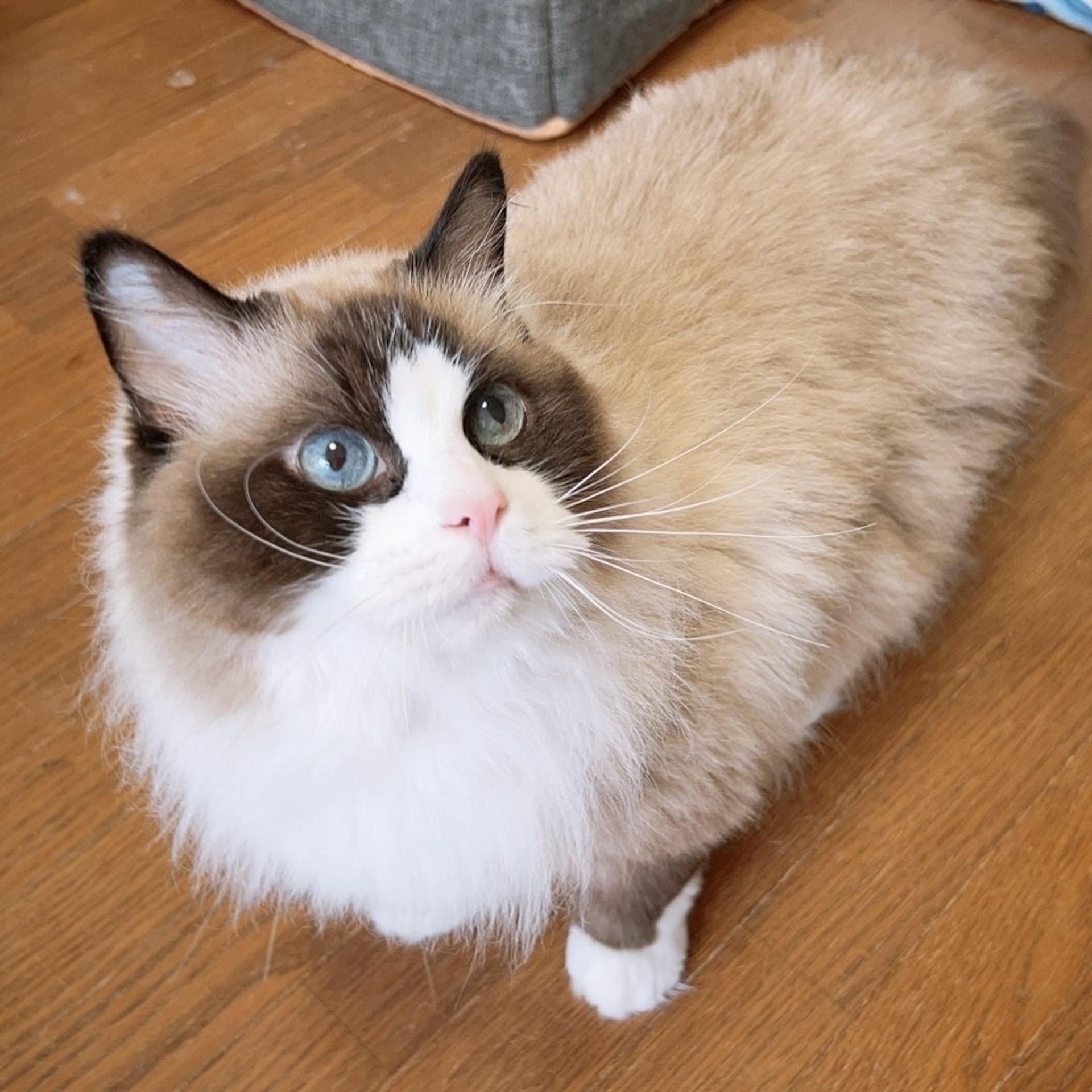 pet-image-2