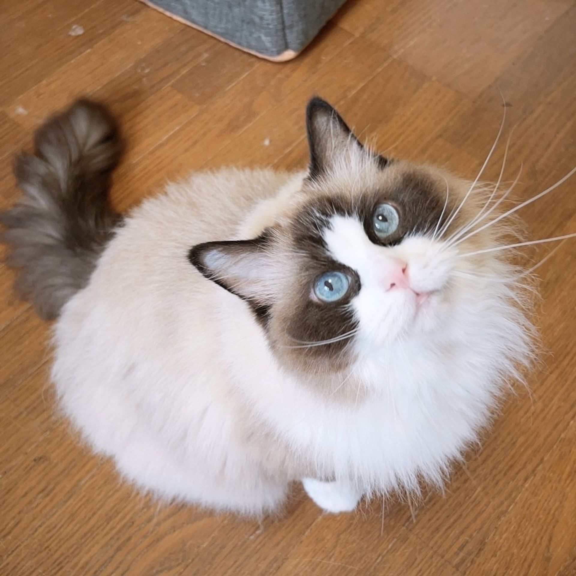 ラグドール・メスの里親募集の写真