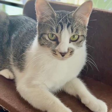 雑種（ミックス猫）・メスの里親募集の写真