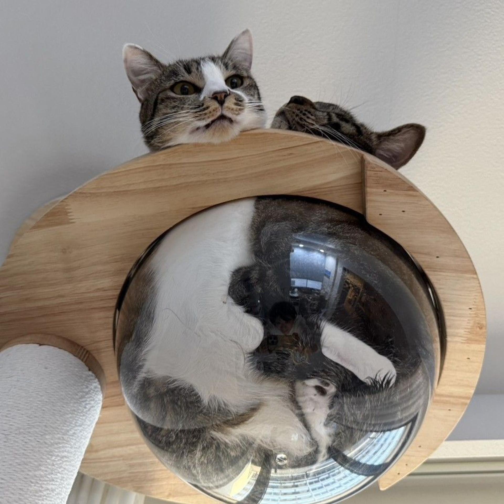 pet-image-3