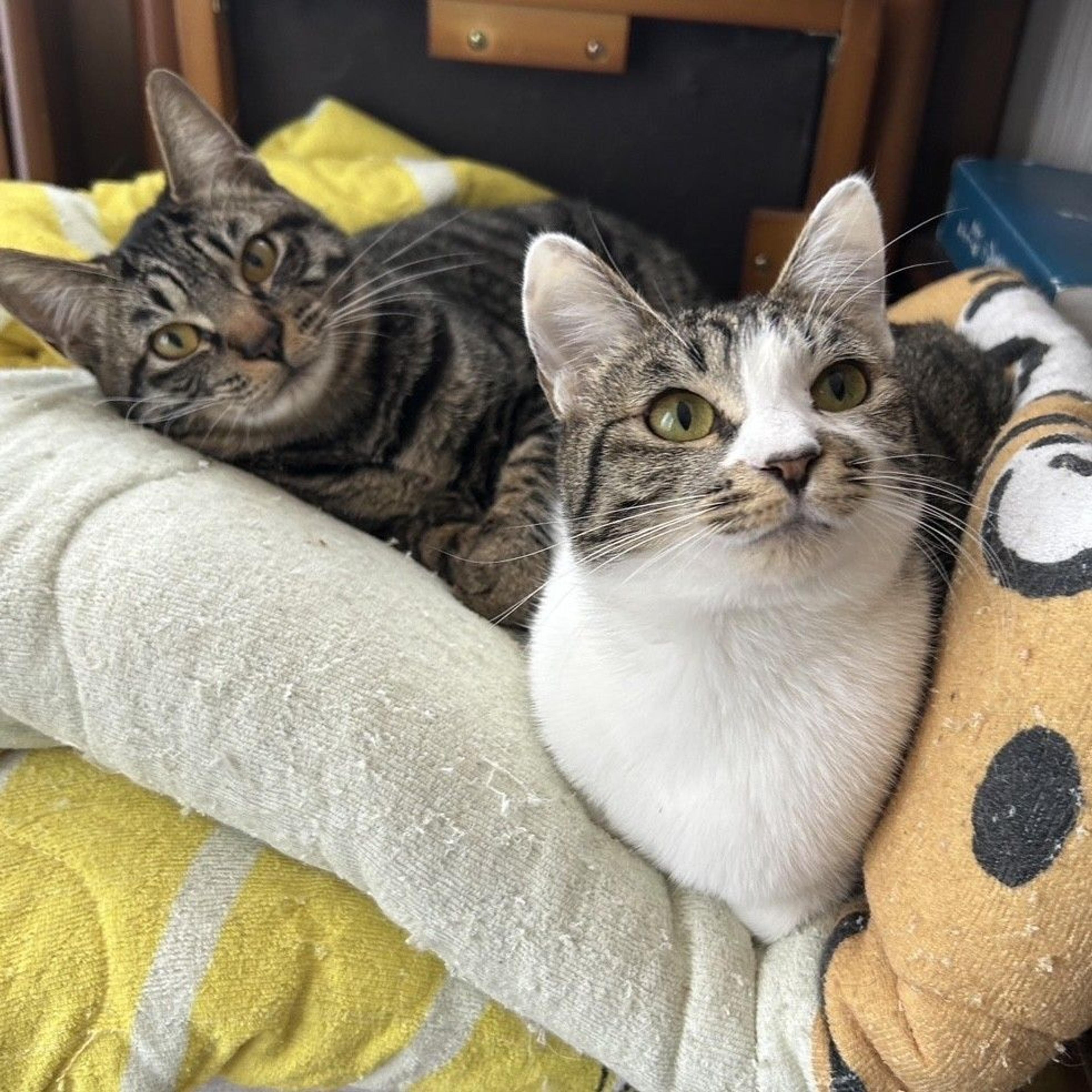pet-image-7