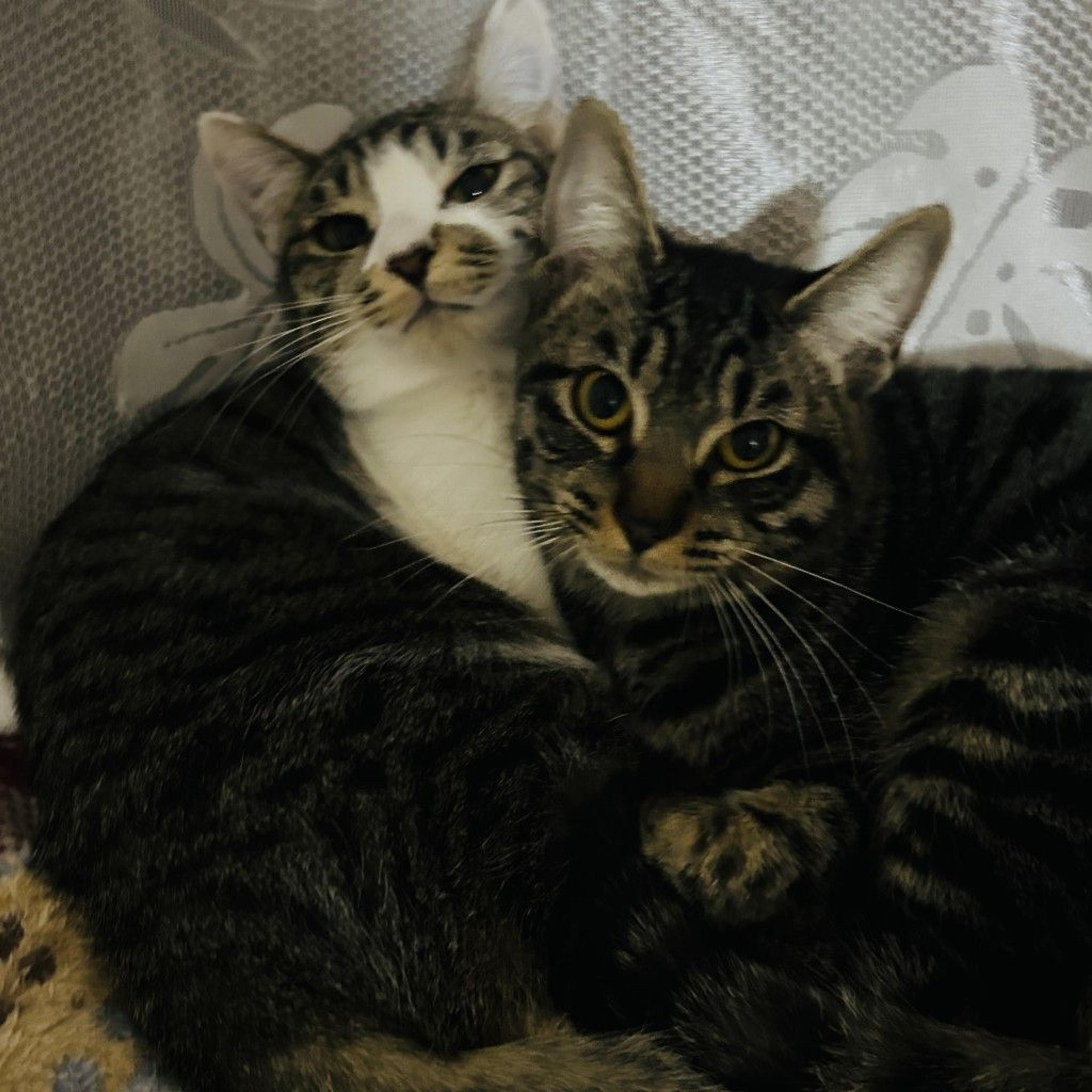 pet-image-8