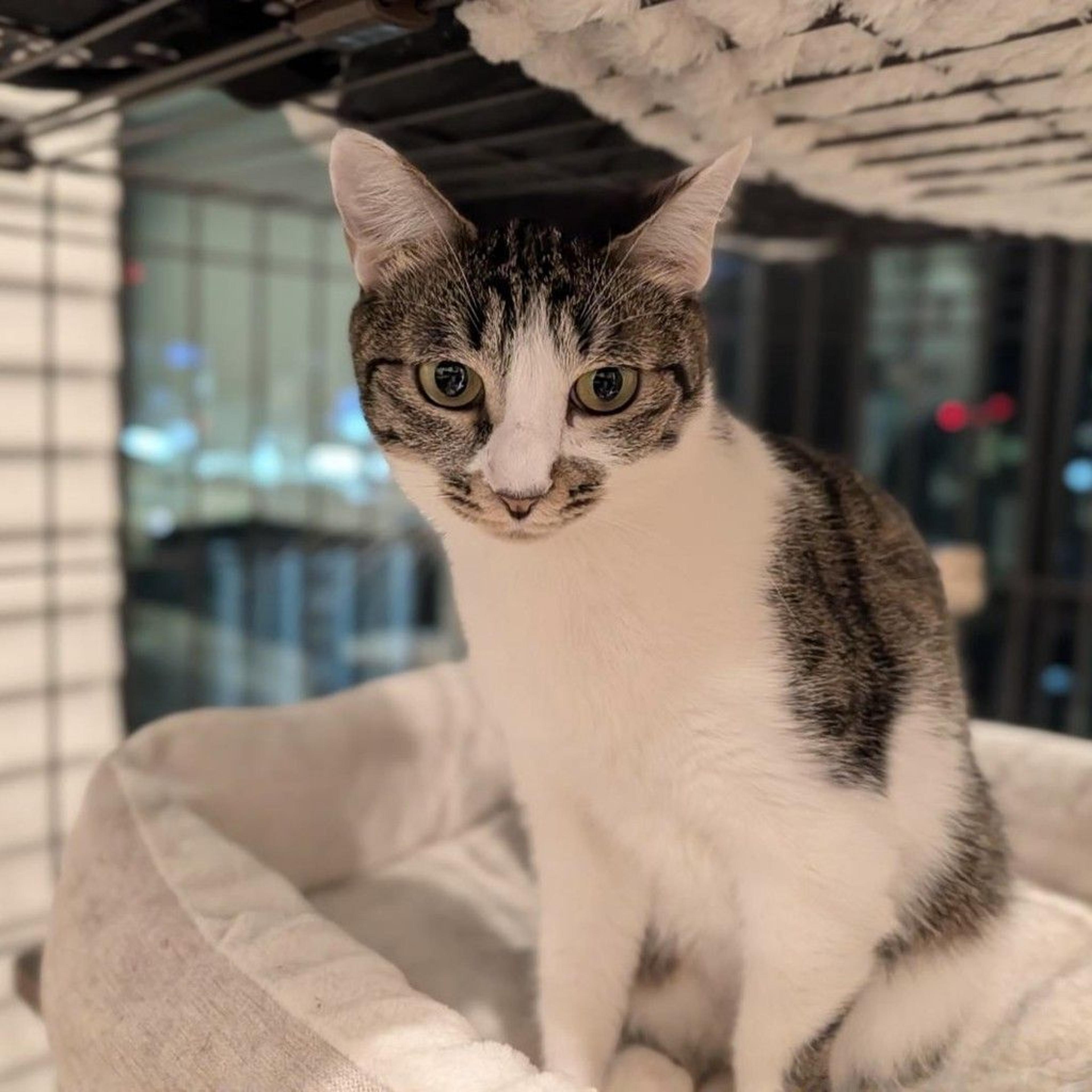 pet-image-9