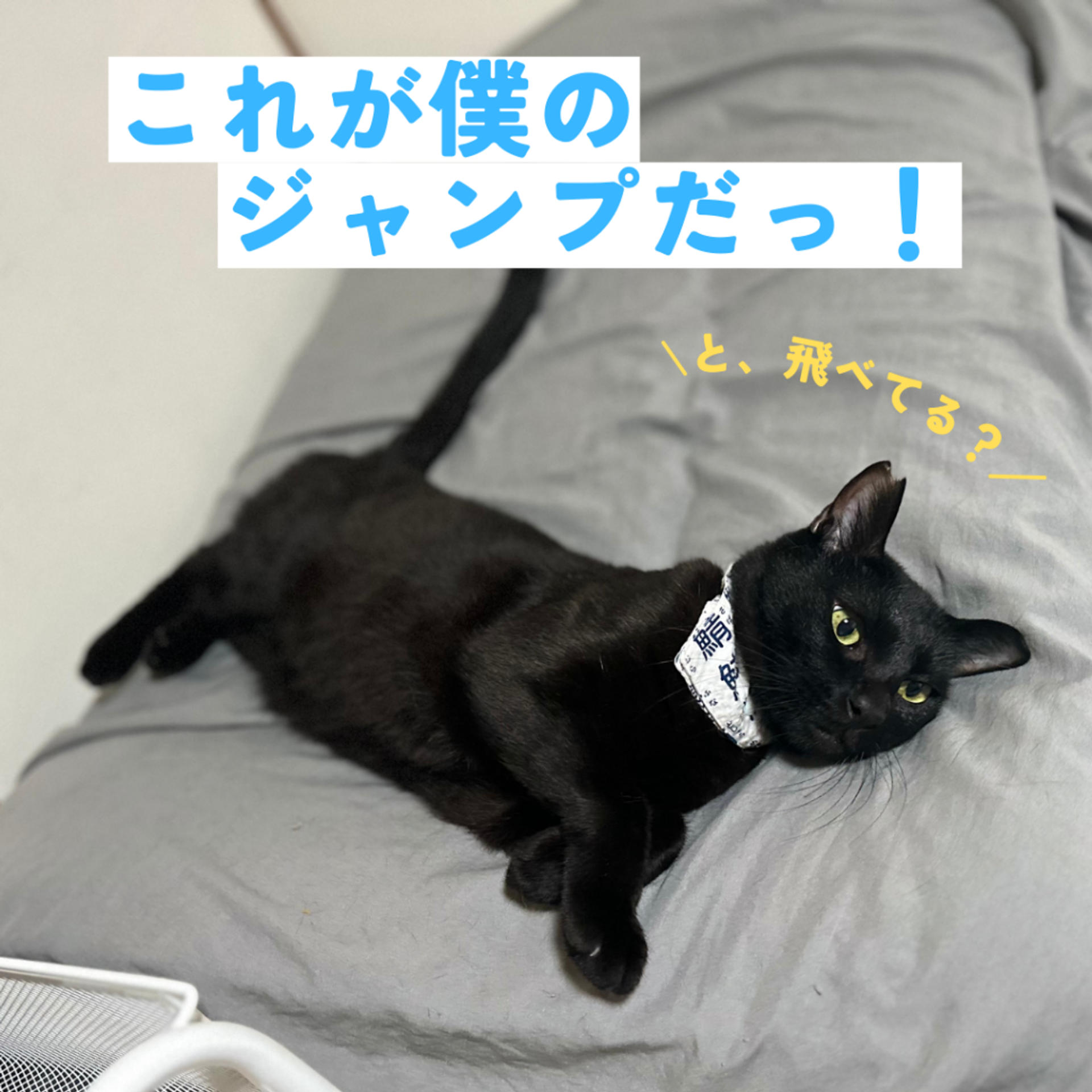 pet-image-3