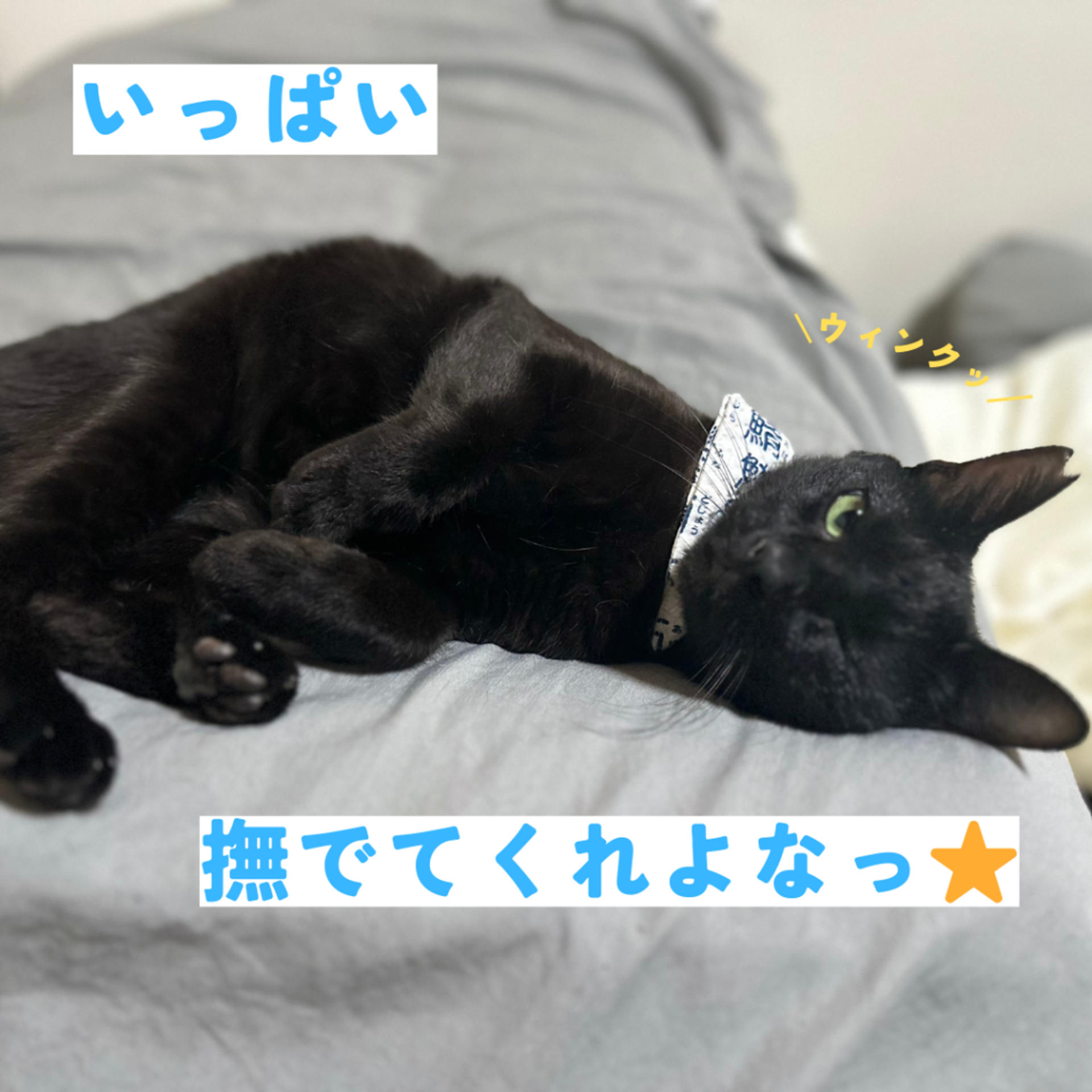 pet-image-6