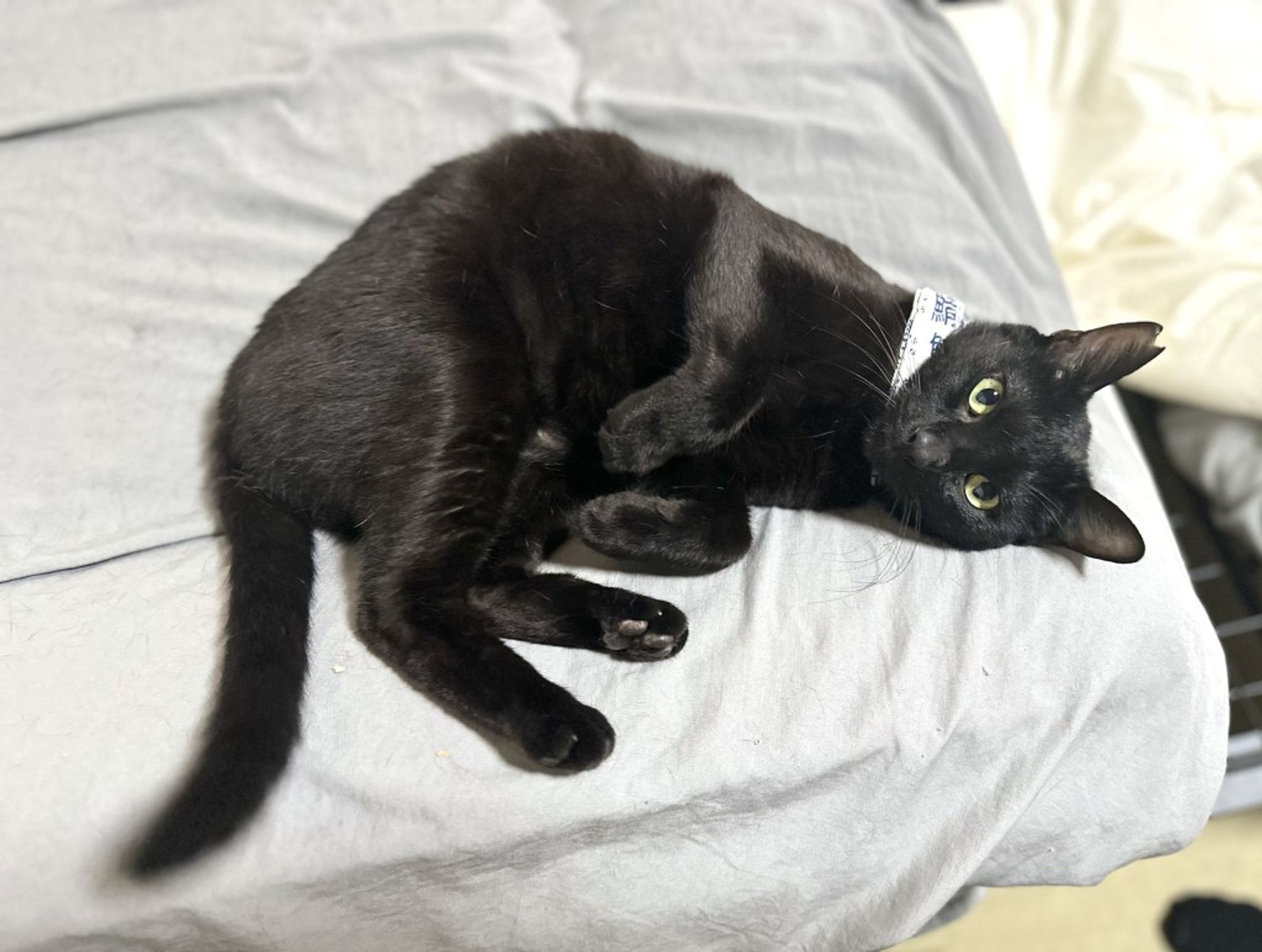 雑種（ミックス猫）・オスの里親募集の写真