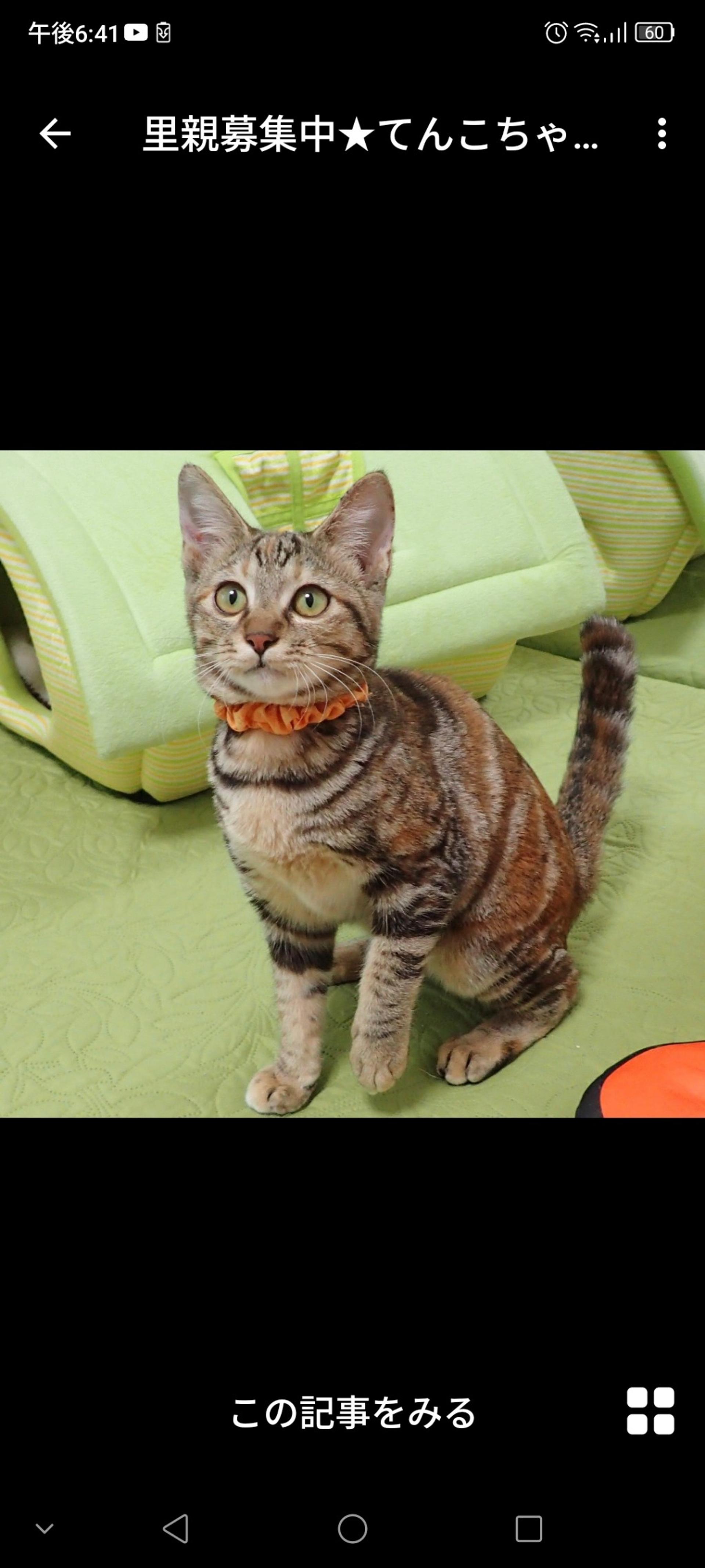 pet-image-3