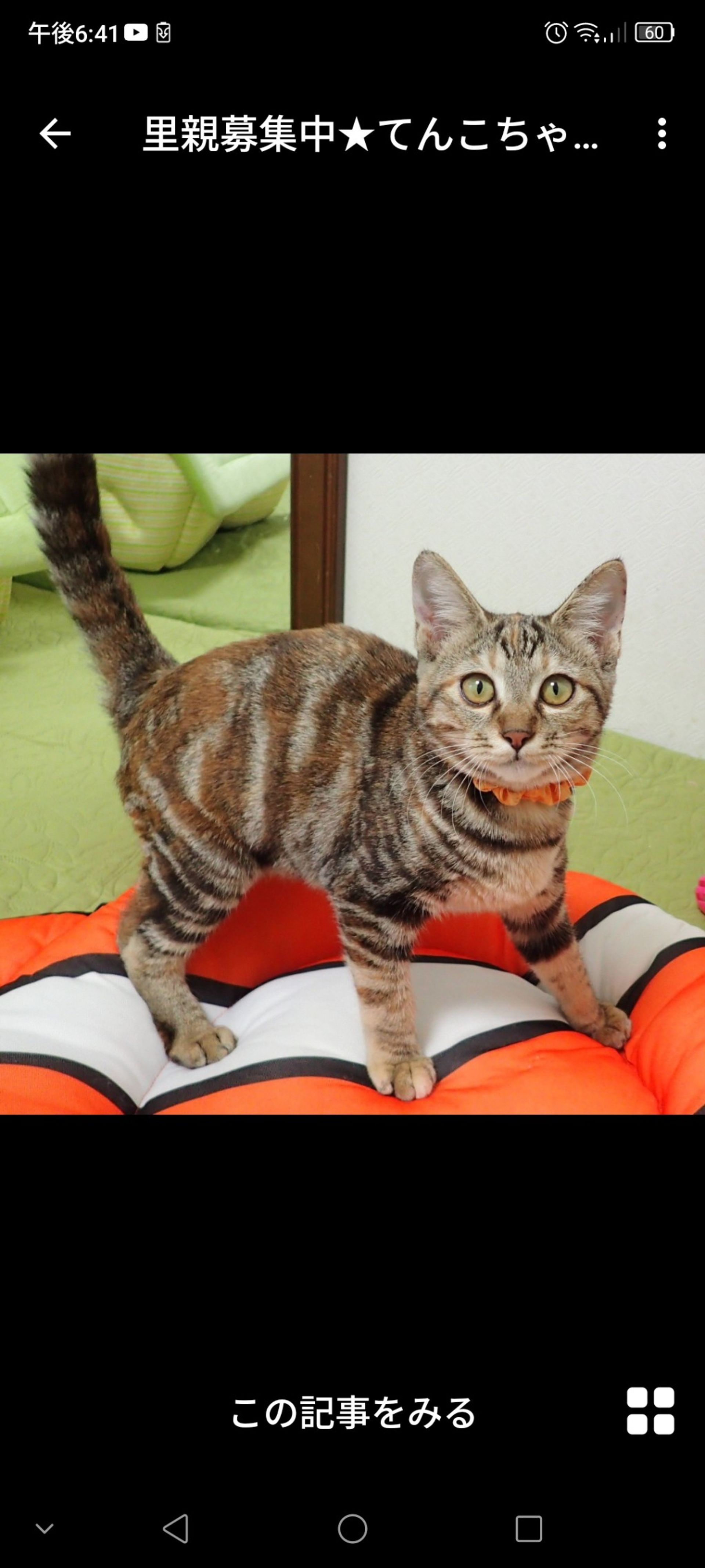 雑種（ミックス猫）・メスの里親募集の写真