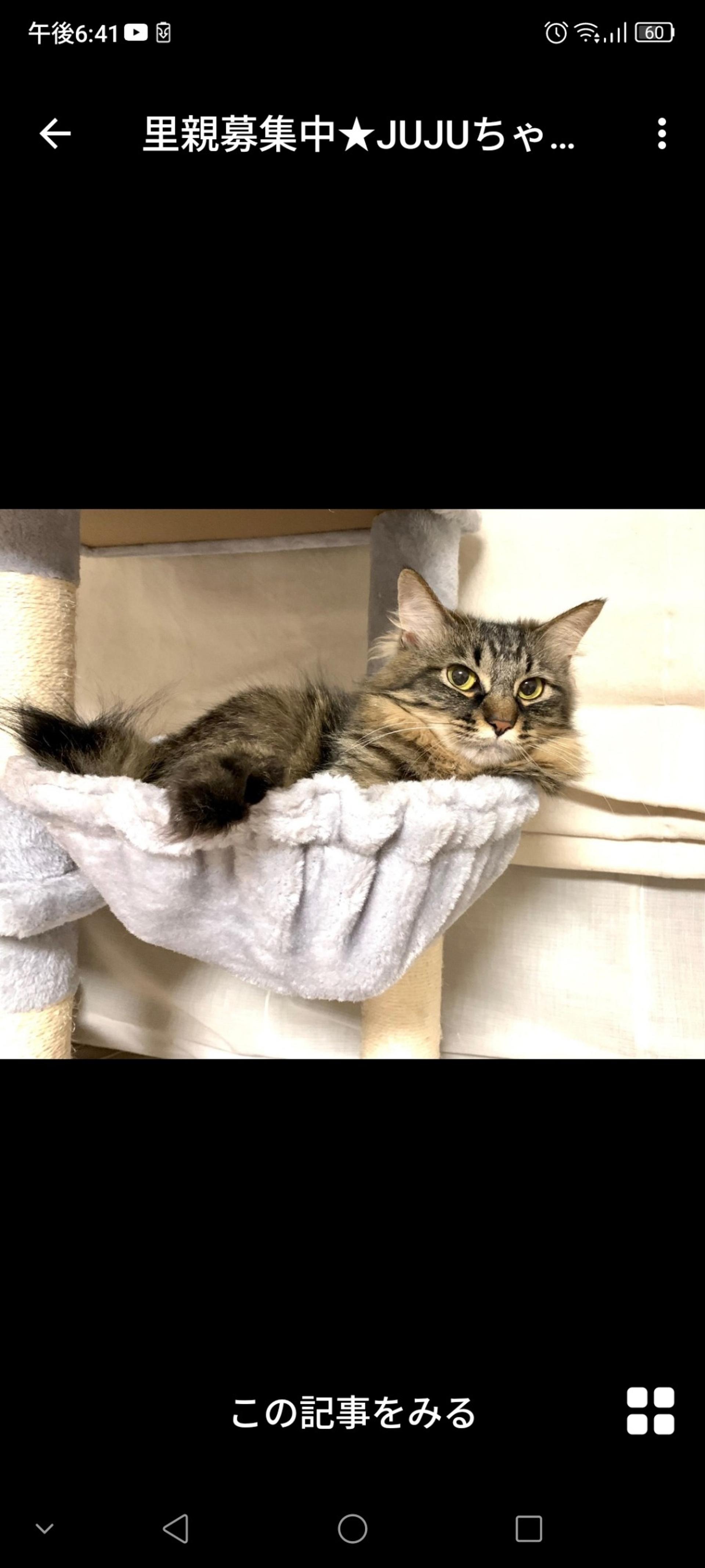 pet-image-2