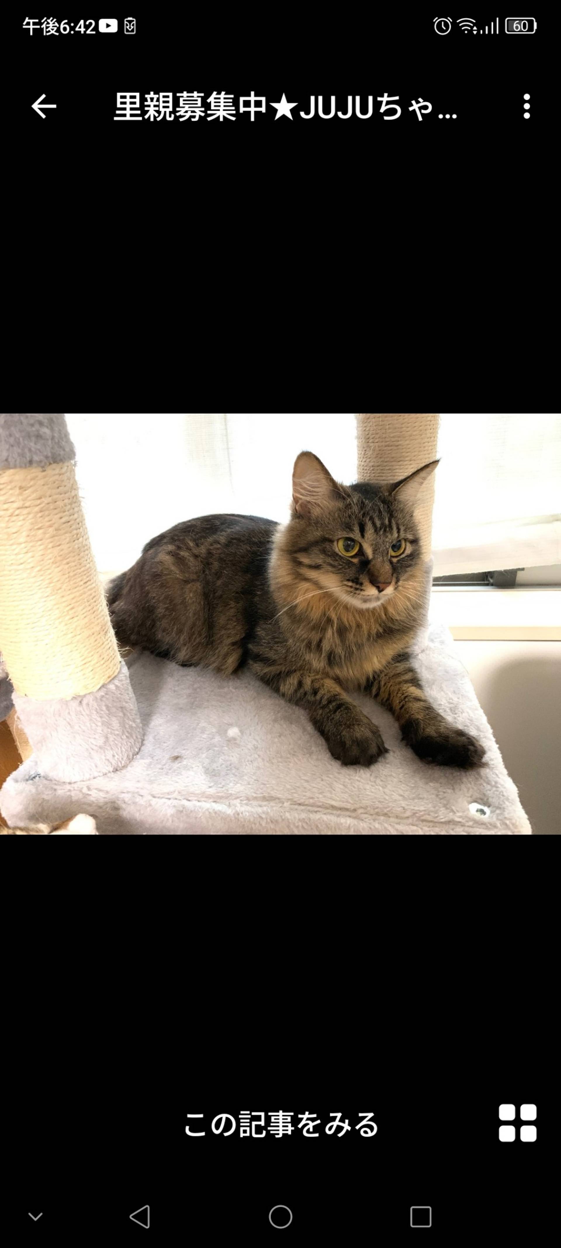 雑種（ミックス猫）・メスの里親募集の写真