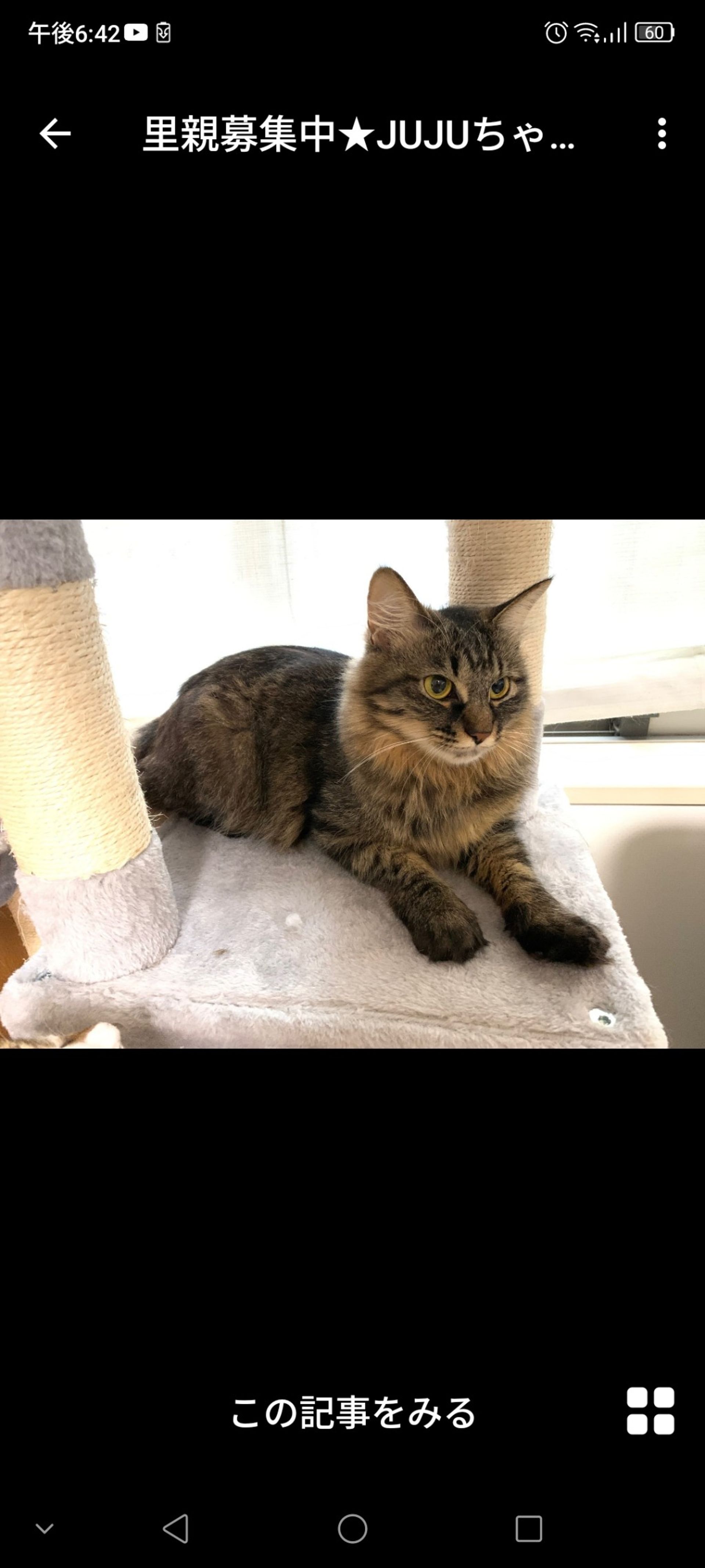 雑種（ミックス猫）・メスの里親募集の写真