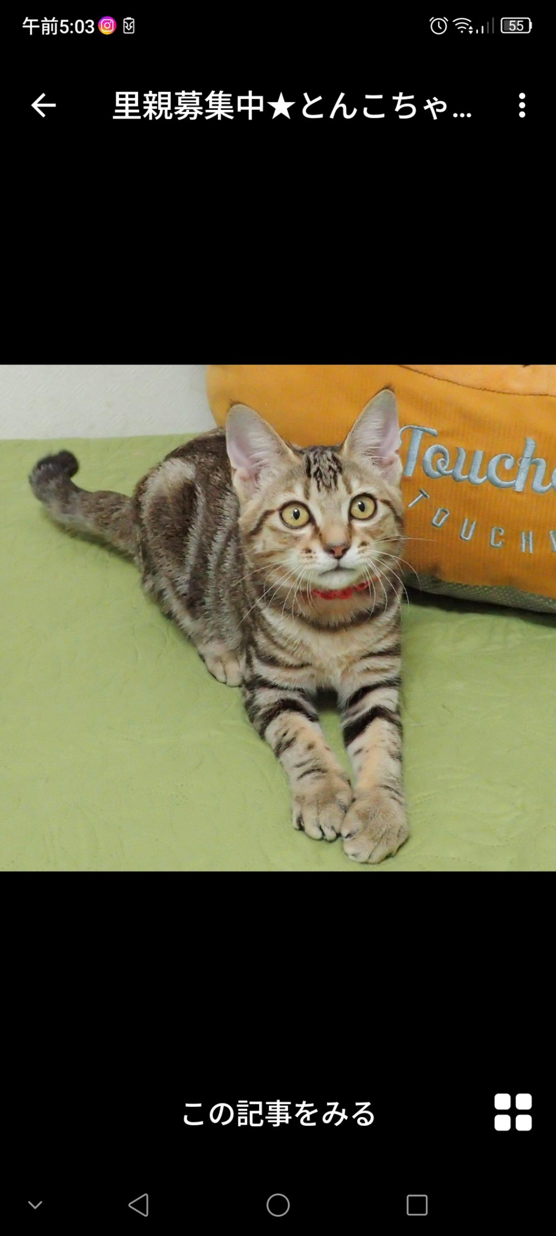 pet-image-3