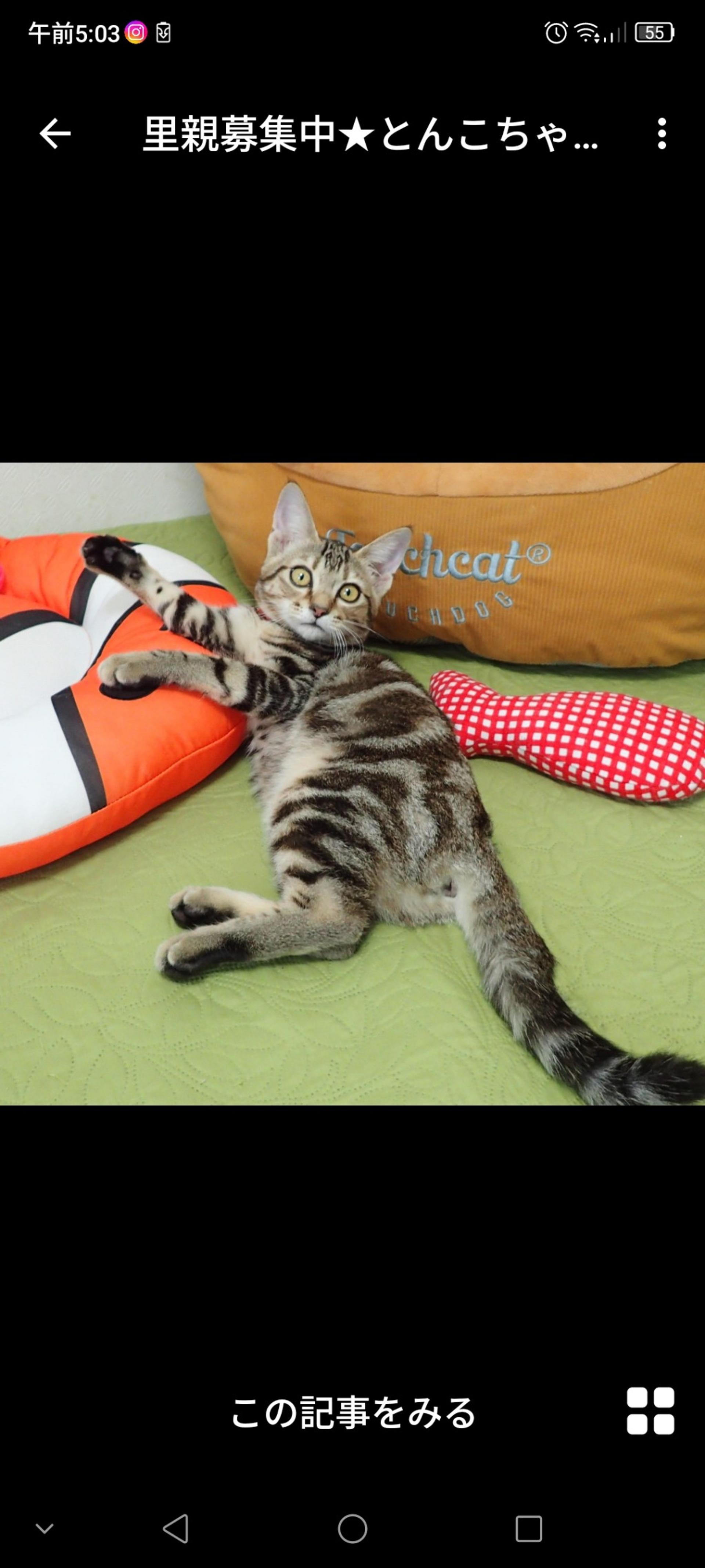 pet-image-2