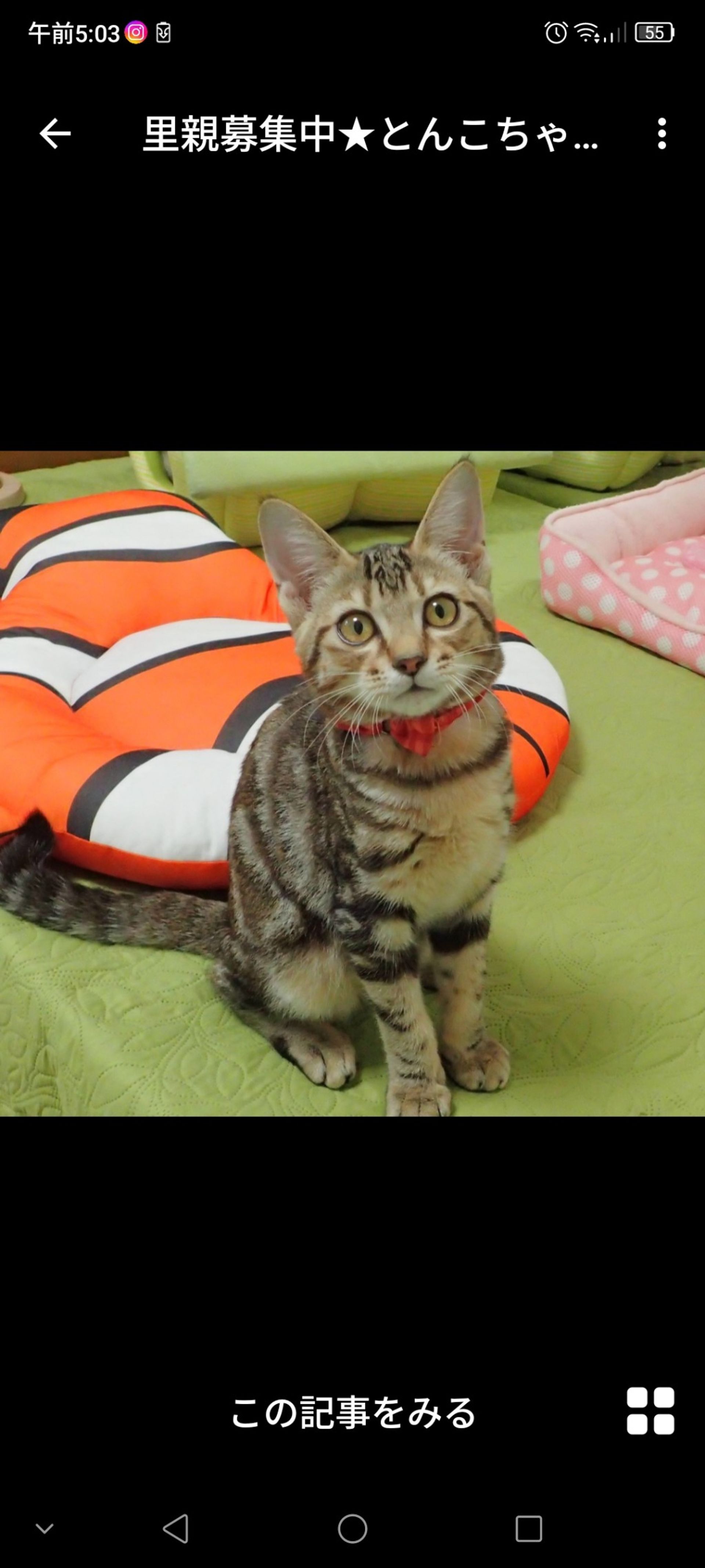 雑種（ミックス猫）・メスの里親募集の写真