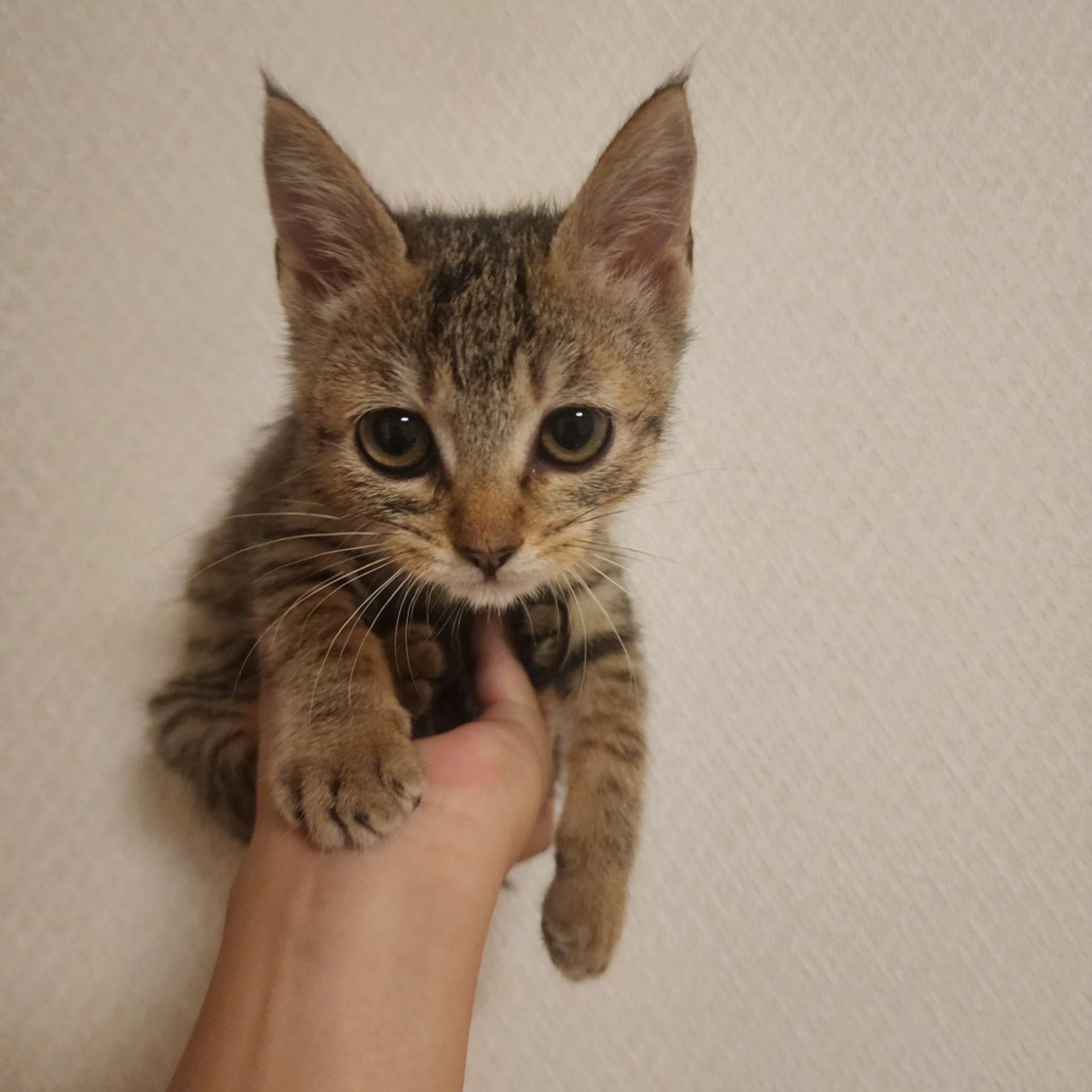 雑種（ミックス猫）・メスの里親募集の写真