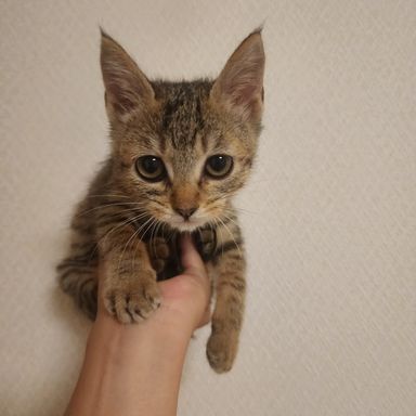 ゆいの写真
